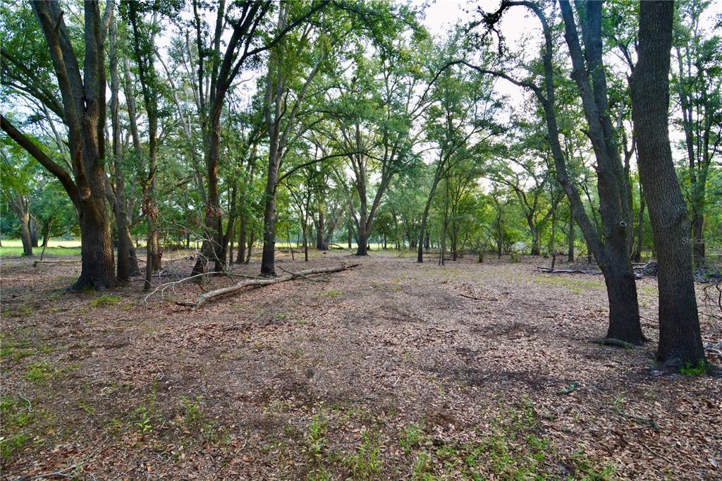 2669 Northwest Suwannee Valley Road White Springs, FL 32096 - Photo 15 of 66 a view of outdoor space with trees