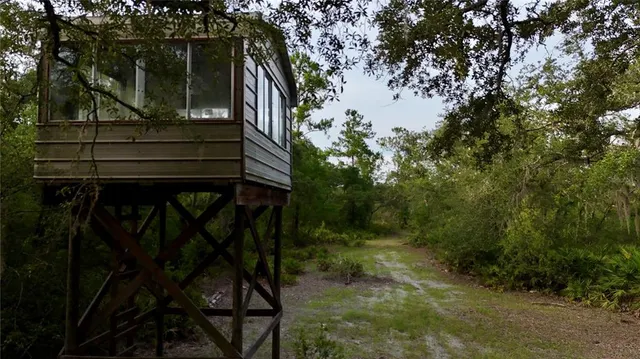 a view of a forest with trees in the background