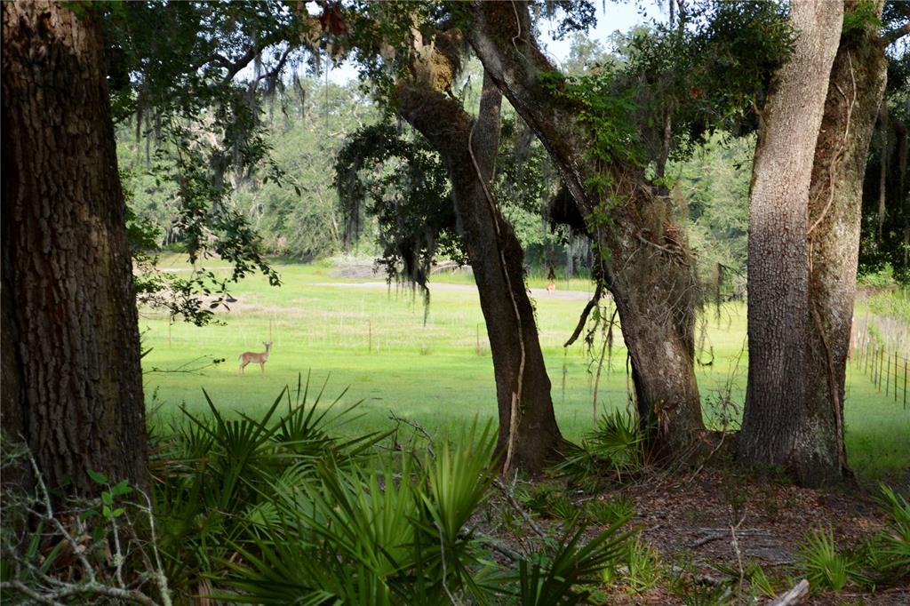 2669 Northwest Suwannee Valley Road White Springs, FL 32096 - Photo 25 of 66 a view of outdoor space with a garden
