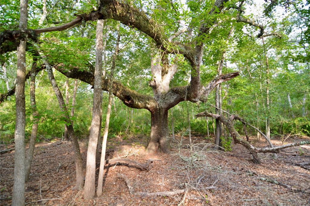 2669 Northwest Suwannee Valley Road White Springs, FL 32096 - Photo 27 of 66 a view of a yard with plants and large trees