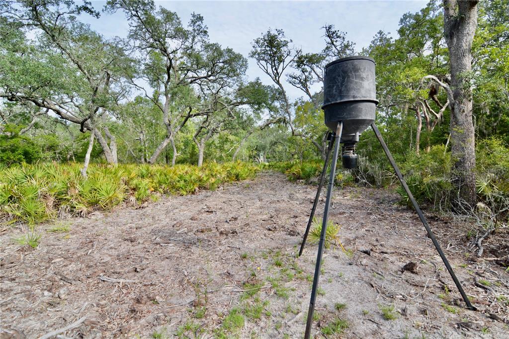 2669 Northwest Suwannee Valley Road White Springs, FL 32096 - Photo 28 of 66 a wooden bench sitting in the middle of a forest