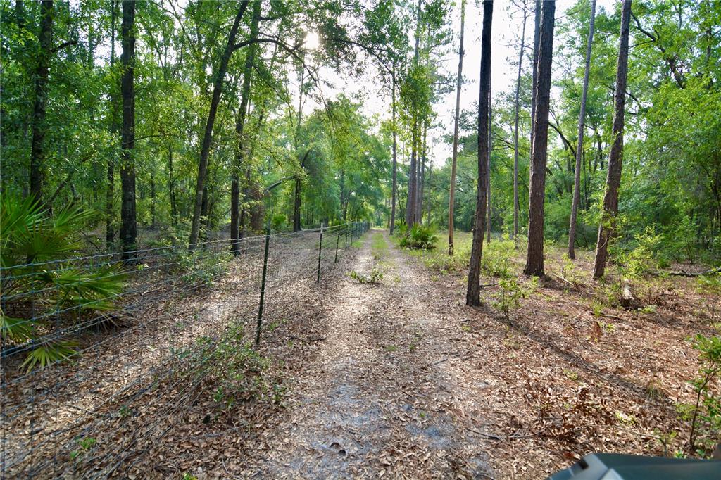 2669 Northwest Suwannee Valley Road White Springs, FL 32096 - Photo 30 of 66 a view of a forest with trees in the background