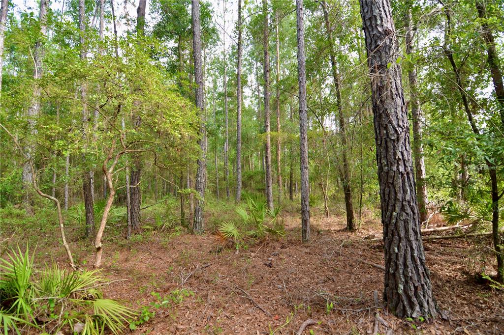 2669 Northwest Suwannee Valley Road White Springs, FL 32096 - Photo 31 of 66 a view of outdoor space and trees
