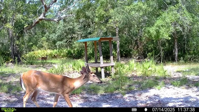 $999,999 | 2669 Northwest Suwannee Valley Road, White Springs, FL 32096