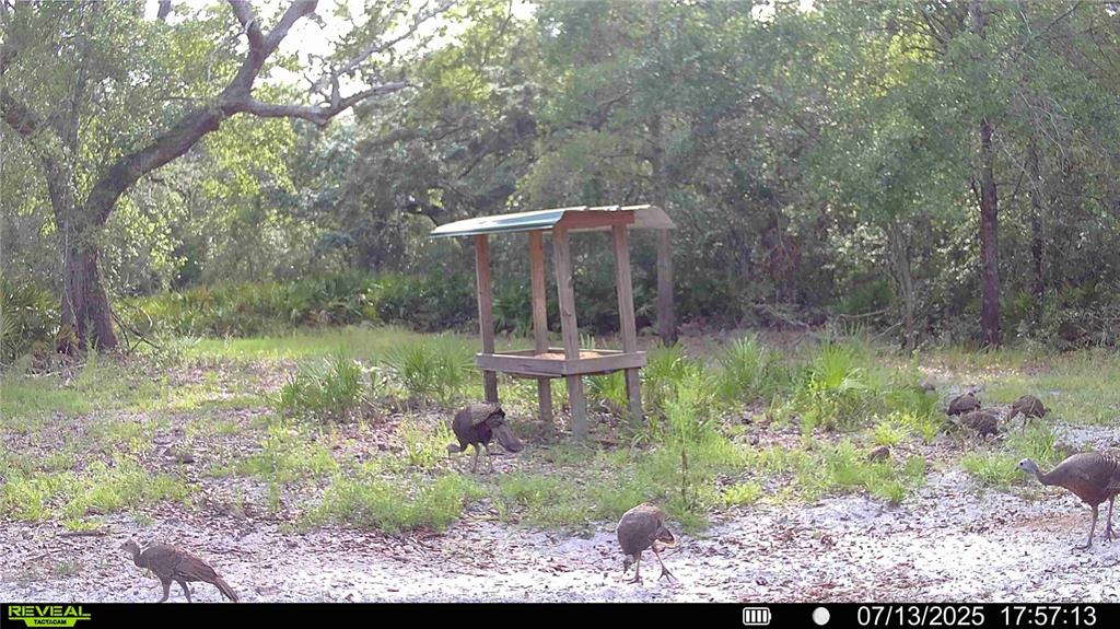 2669 Northwest Suwannee Valley Road White Springs, FL 32096 - Photo 65 of 66 a front view of a house with a yard