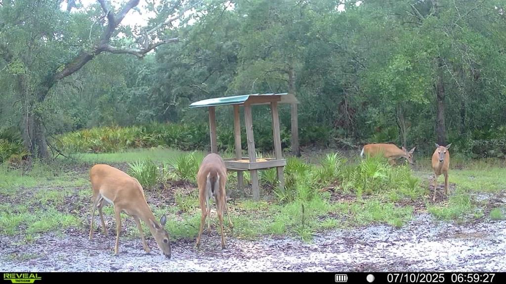 2669 Northwest Suwannee Valley Road White Springs, FL 32096 - Photo 66 of 66 a backyard of a house with a yard and outdoor seating