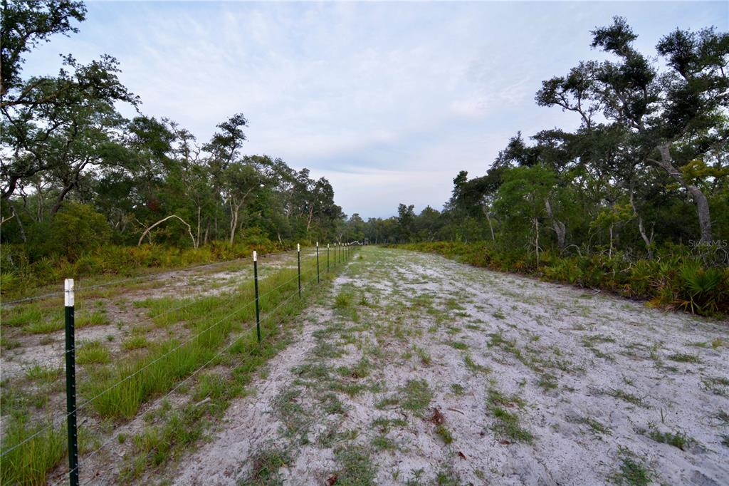 2669 Northwest Suwannee Valley Road White Springs, FL 32096 - Photo 9 of 66 a view of a yard with plants and large trees