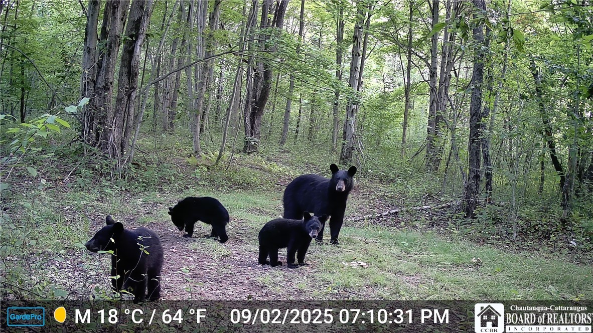 7120 Parker Road Chautauqua, NY 14757 - Photo 5 of 29 MOM & CUBS