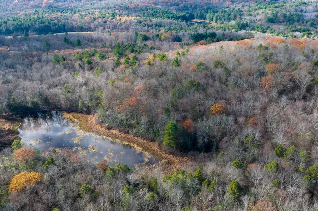a view of a forest with a lake