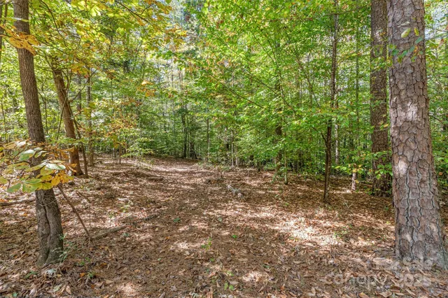 a view of a forest with trees in the background