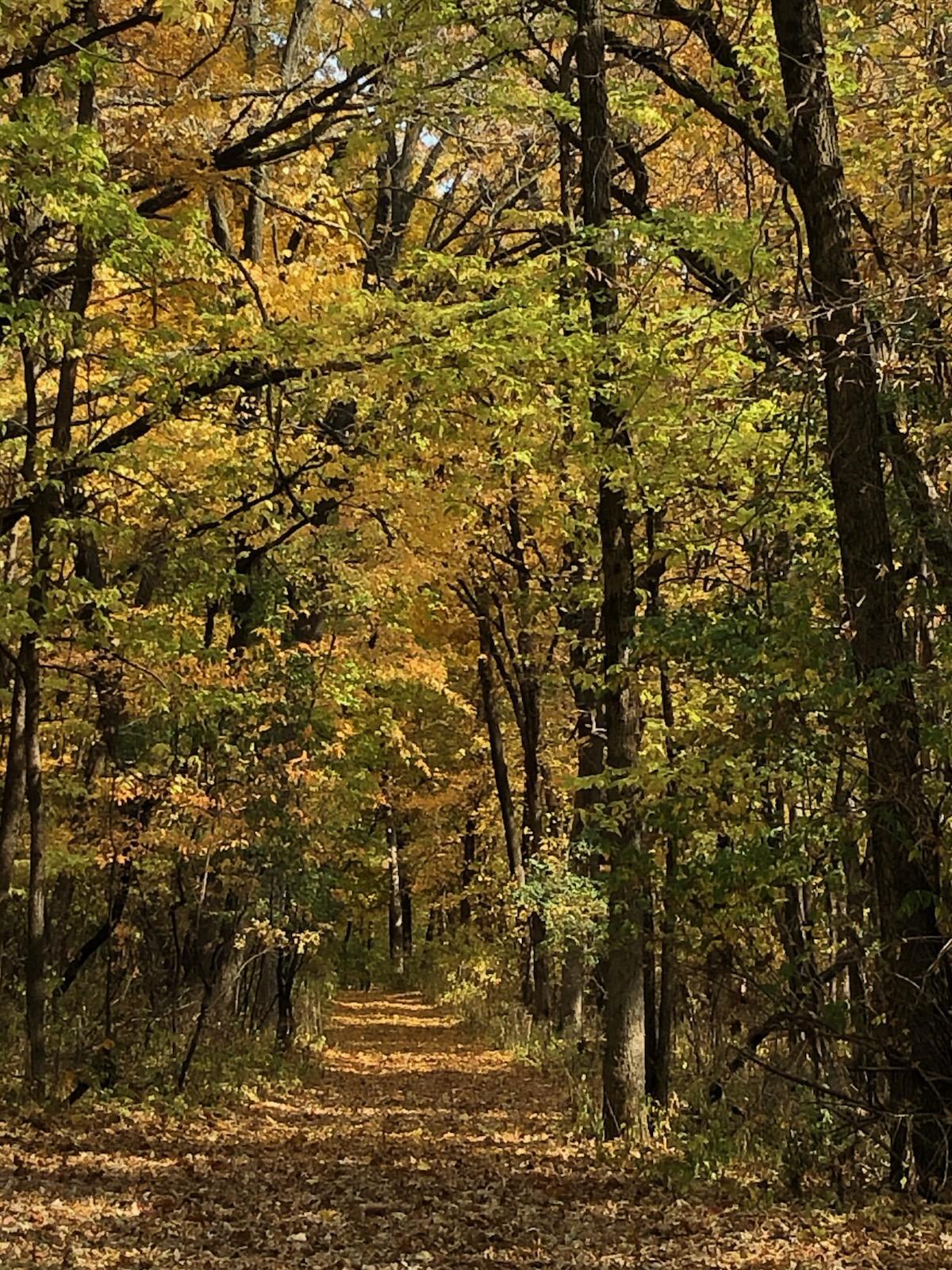Tbd Grey Cloud Trail South Cottage Grove, MN 55016 - Photo 11 of 40