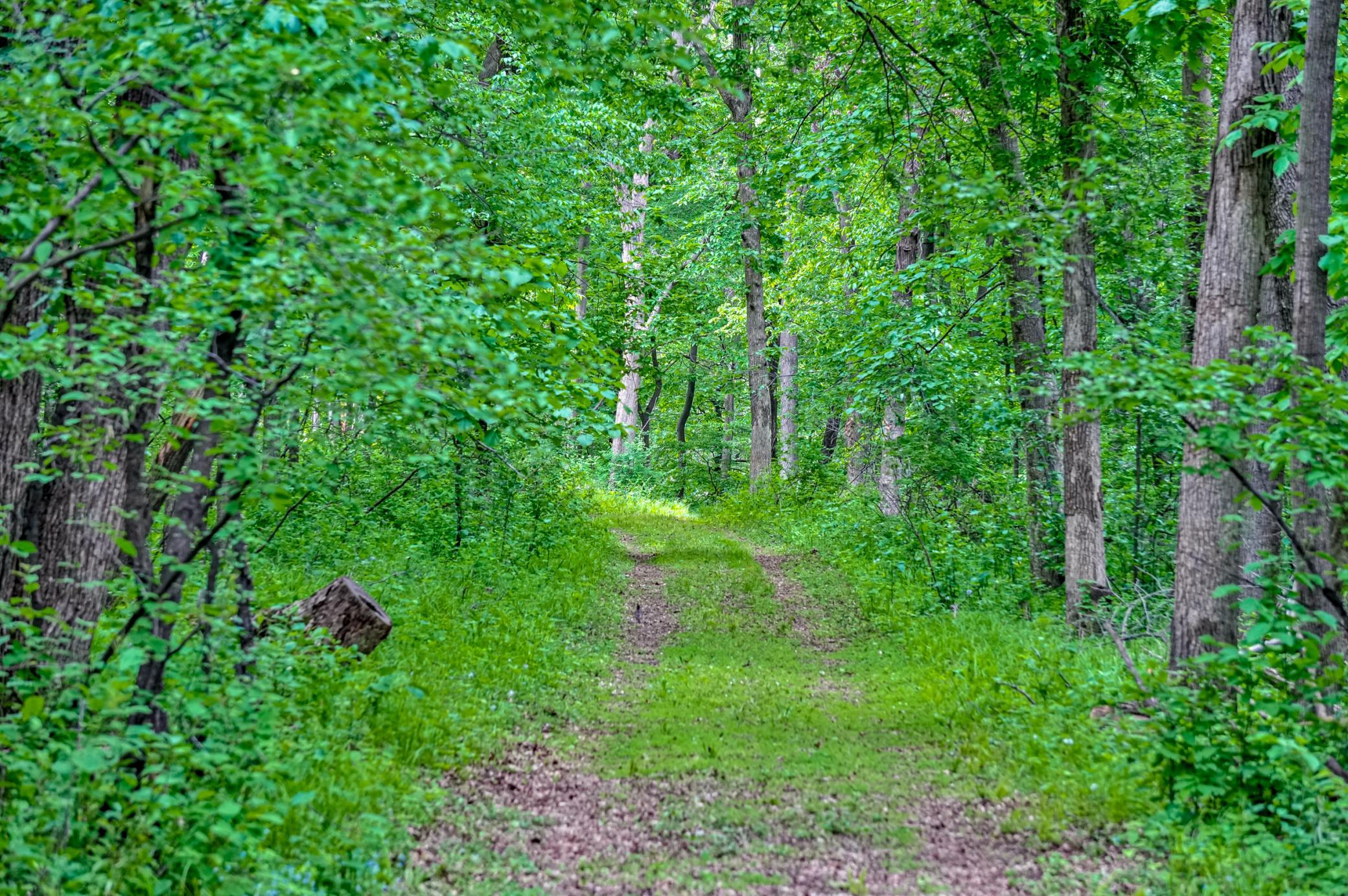 Tbd Grey Cloud Trail South Cottage Grove, MN 55016 - Photo 9 of 40