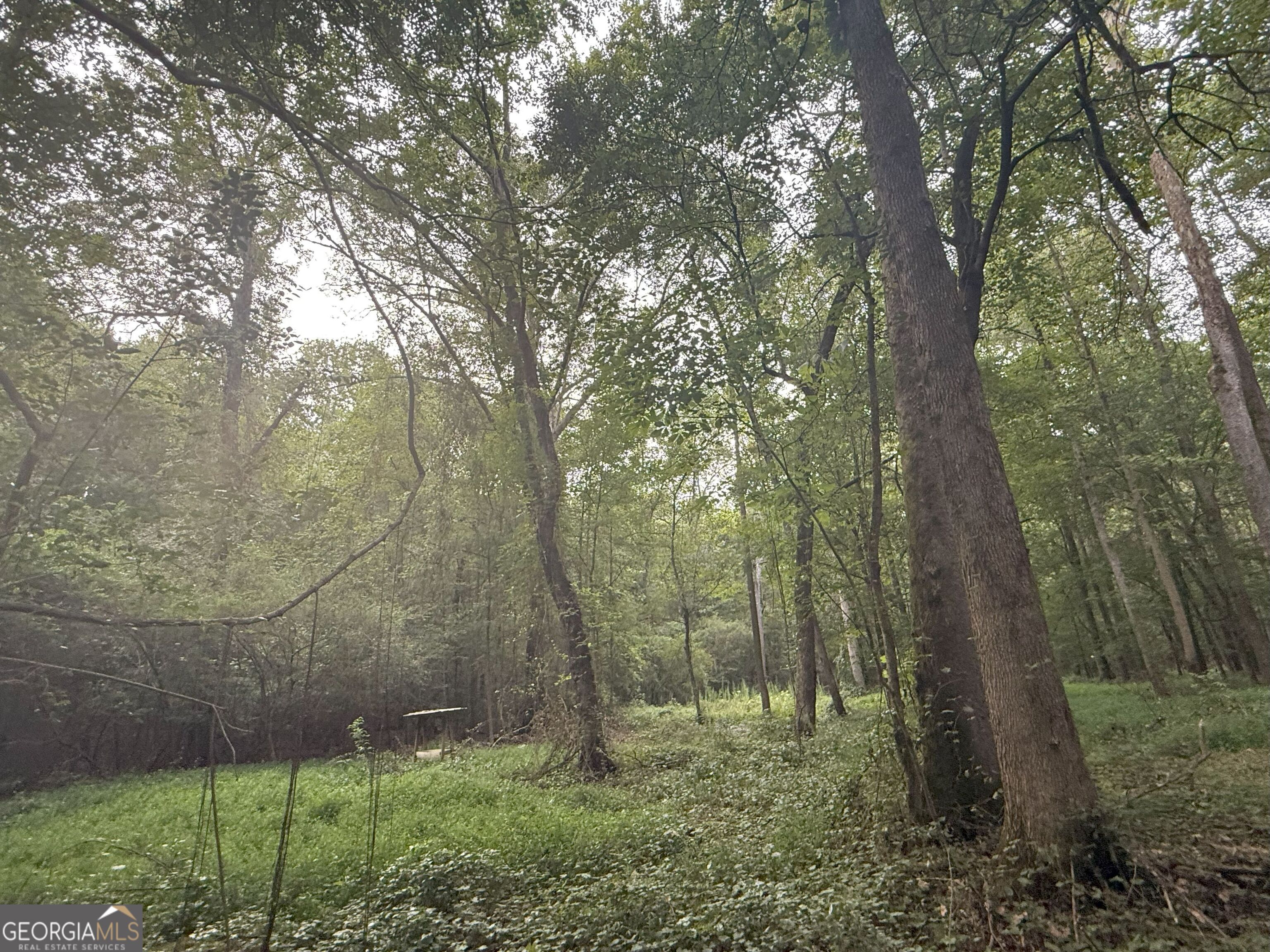 11 Owens Road Maysville, GA 30558 - Photo 103 of 147 a view of a forest