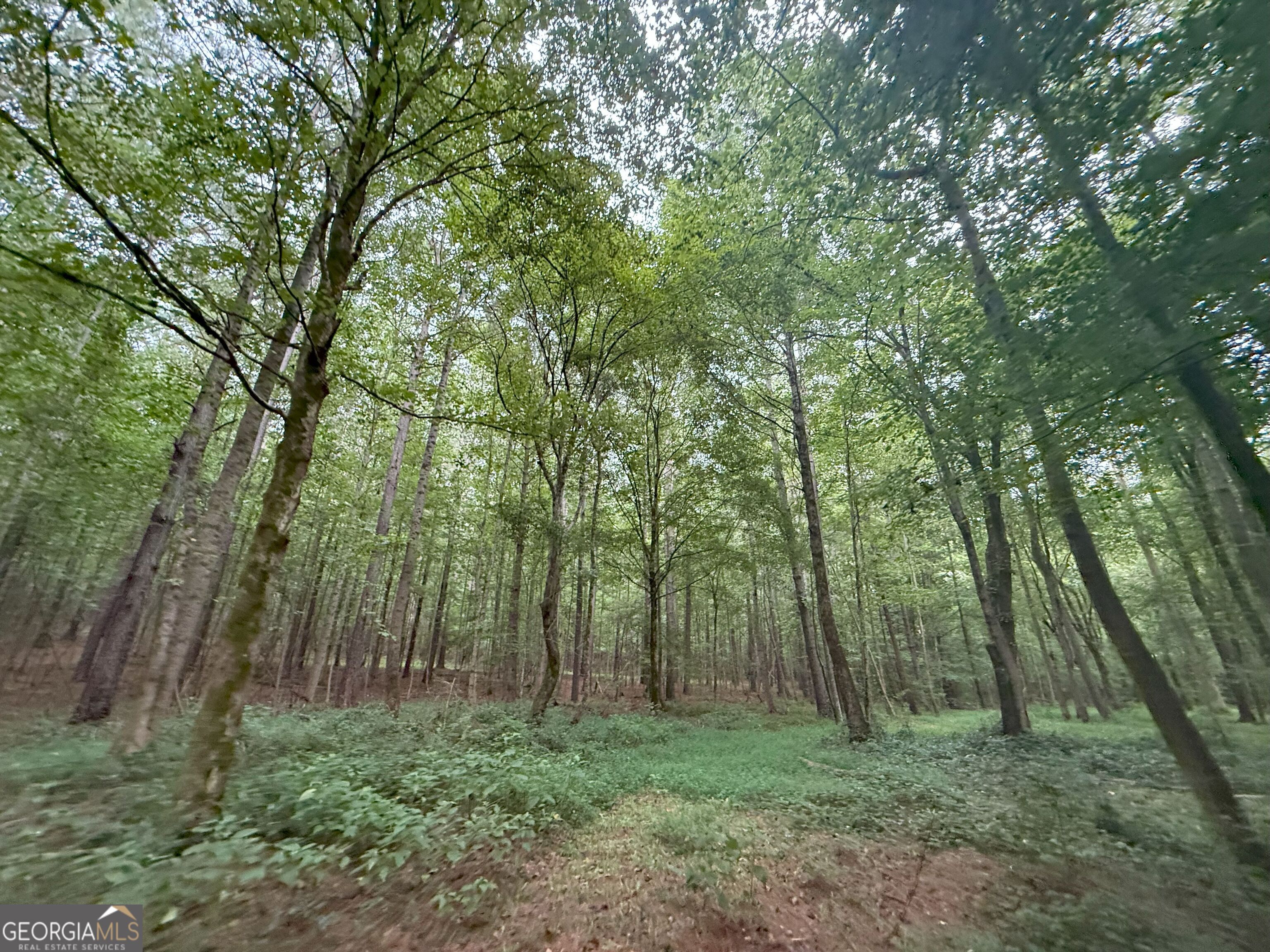 11 Owens Road Maysville, GA 30558 - Photo 109 of 147 a big yard with lots of green space and trees