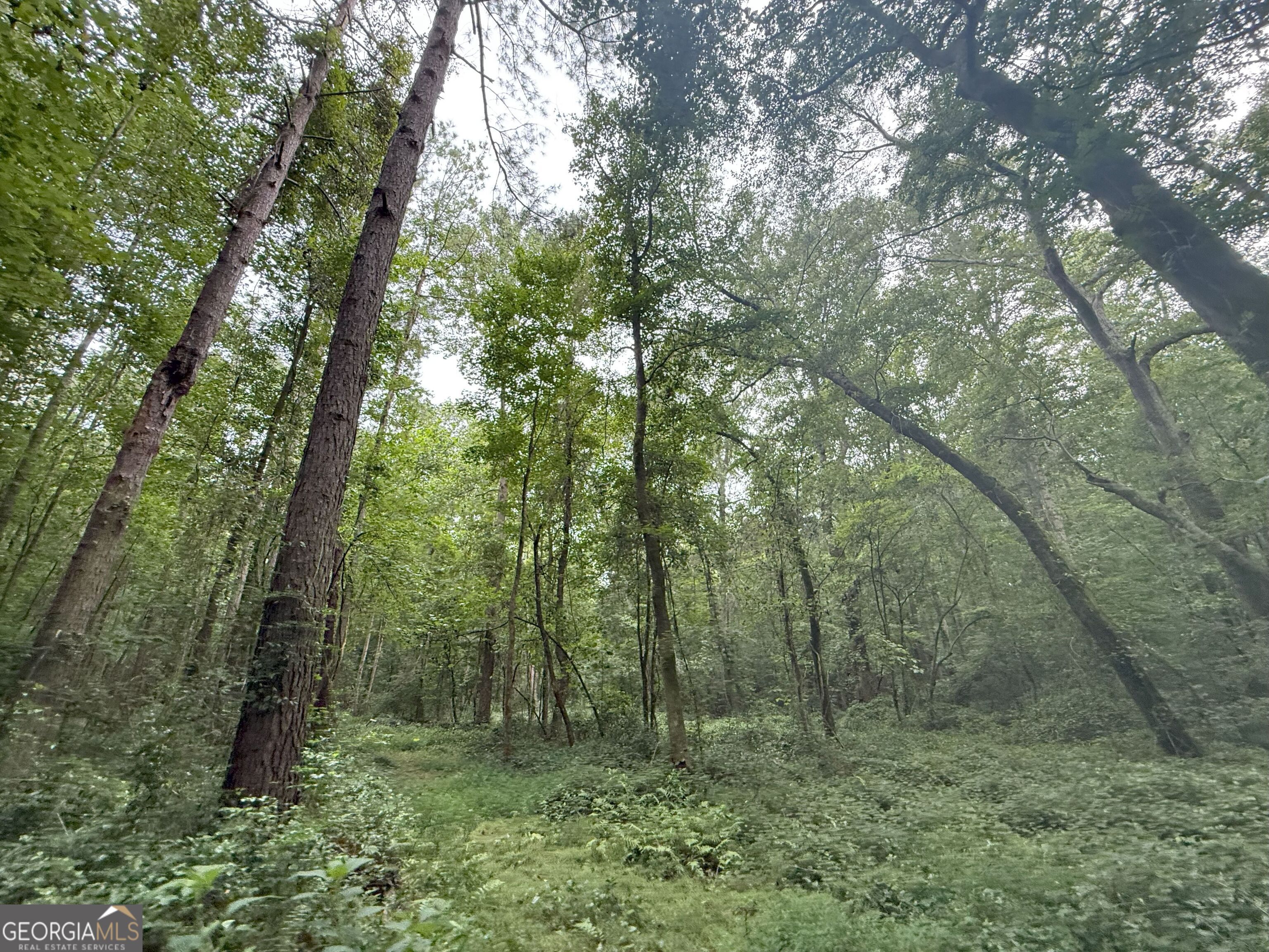 11 Owens Road Maysville, GA 30558 - Photo 110 of 147 a big yard with lots of green space and trees