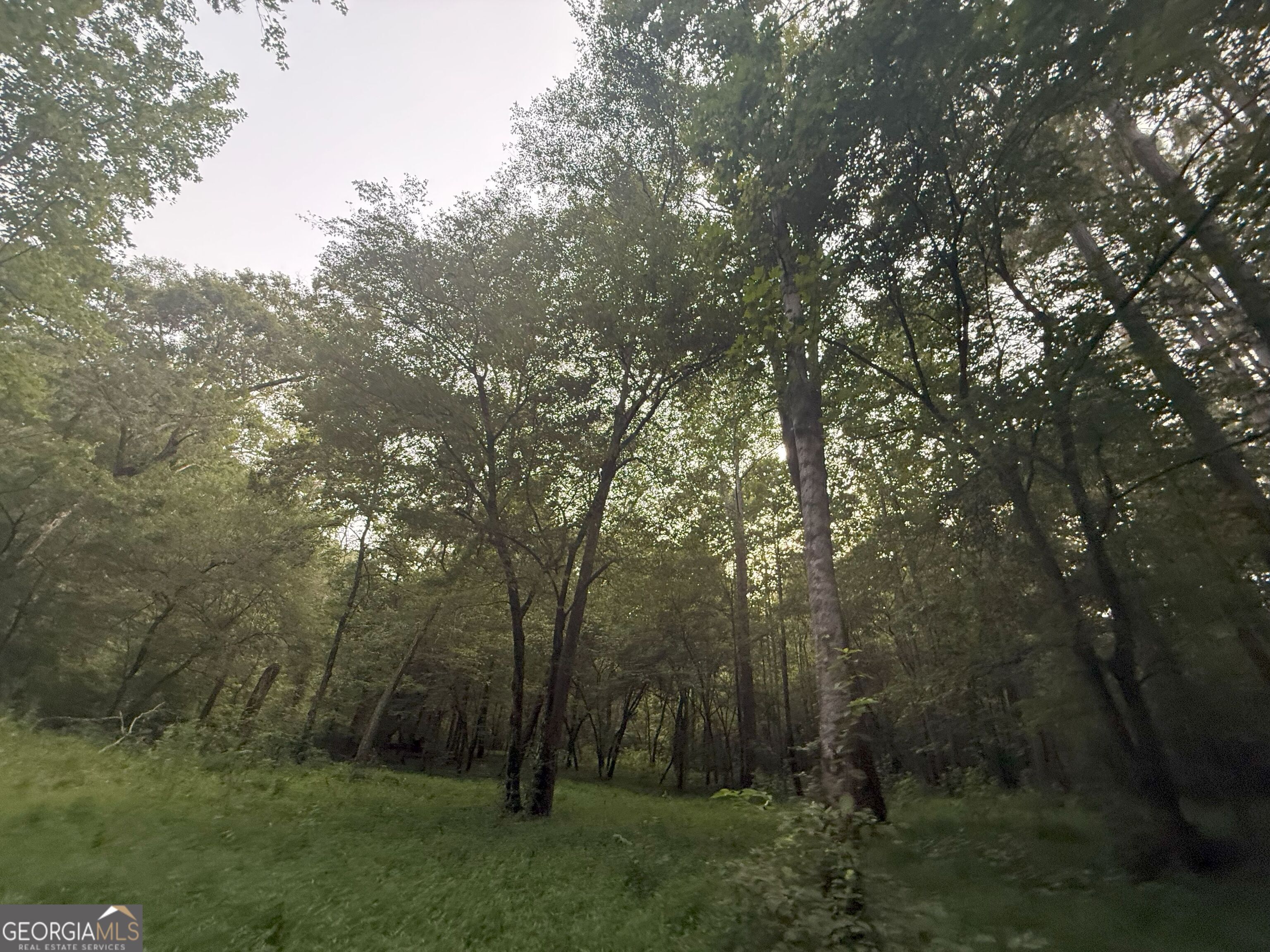 11 Owens Road Maysville, GA 30558 - Photo 11 of 147 a view of a forest with trees in the background