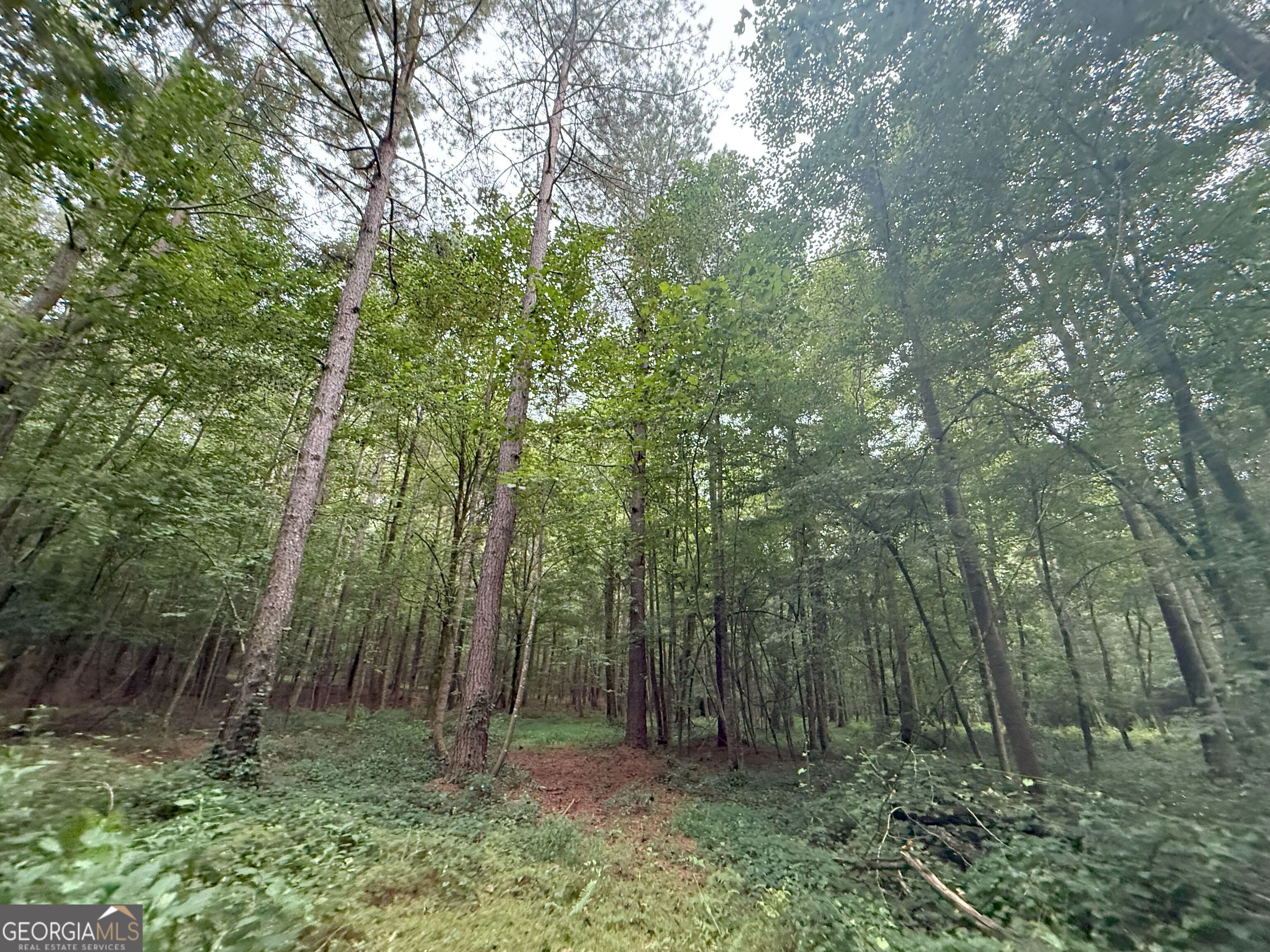 11 Owens Road Maysville, GA 30558 - Photo 111 of 147 a view of a forest with trees in the background
