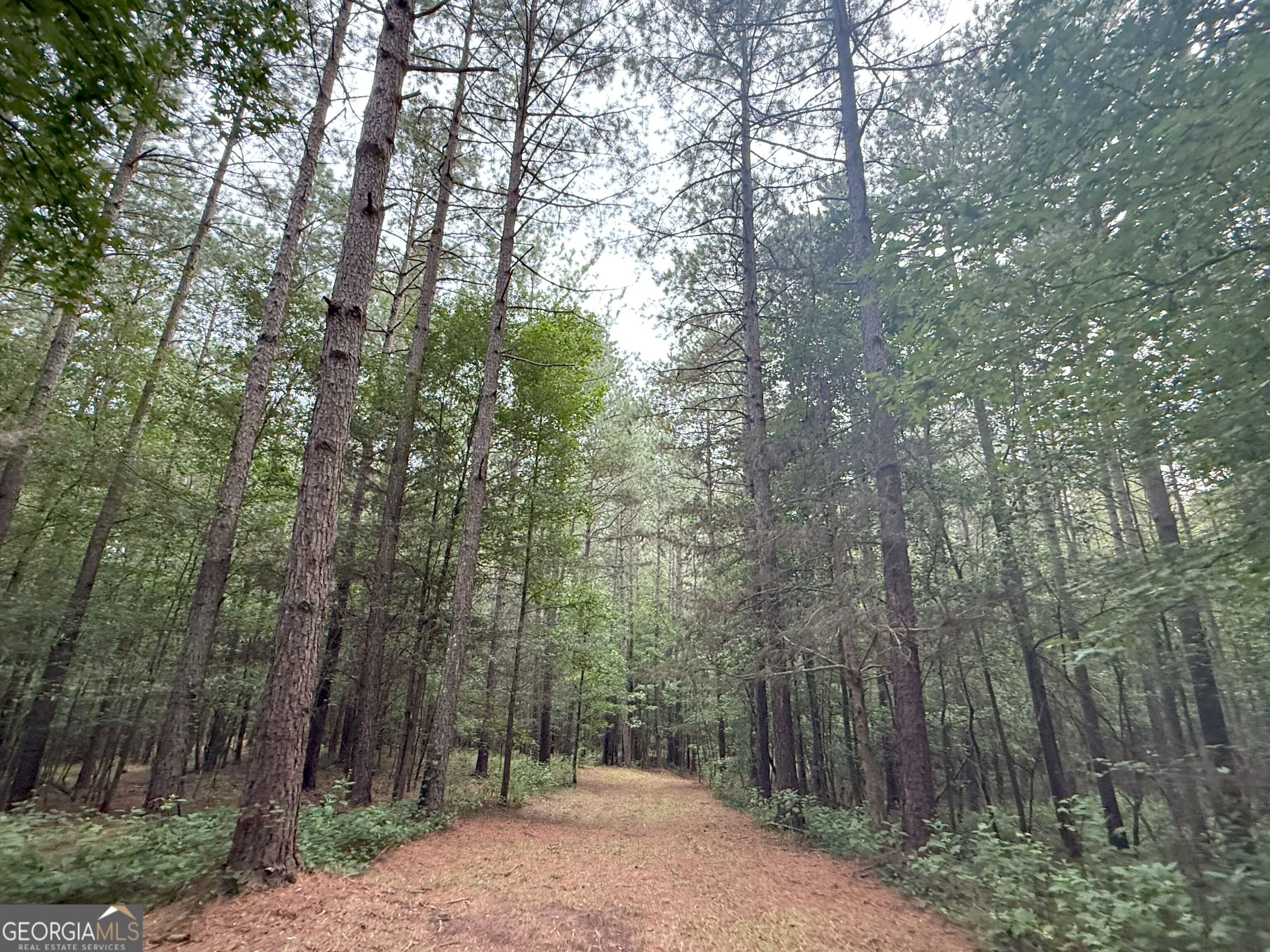 11 Owens Road Maysville, GA 30558 - Photo 116 of 147 a view of a forest with trees in the background