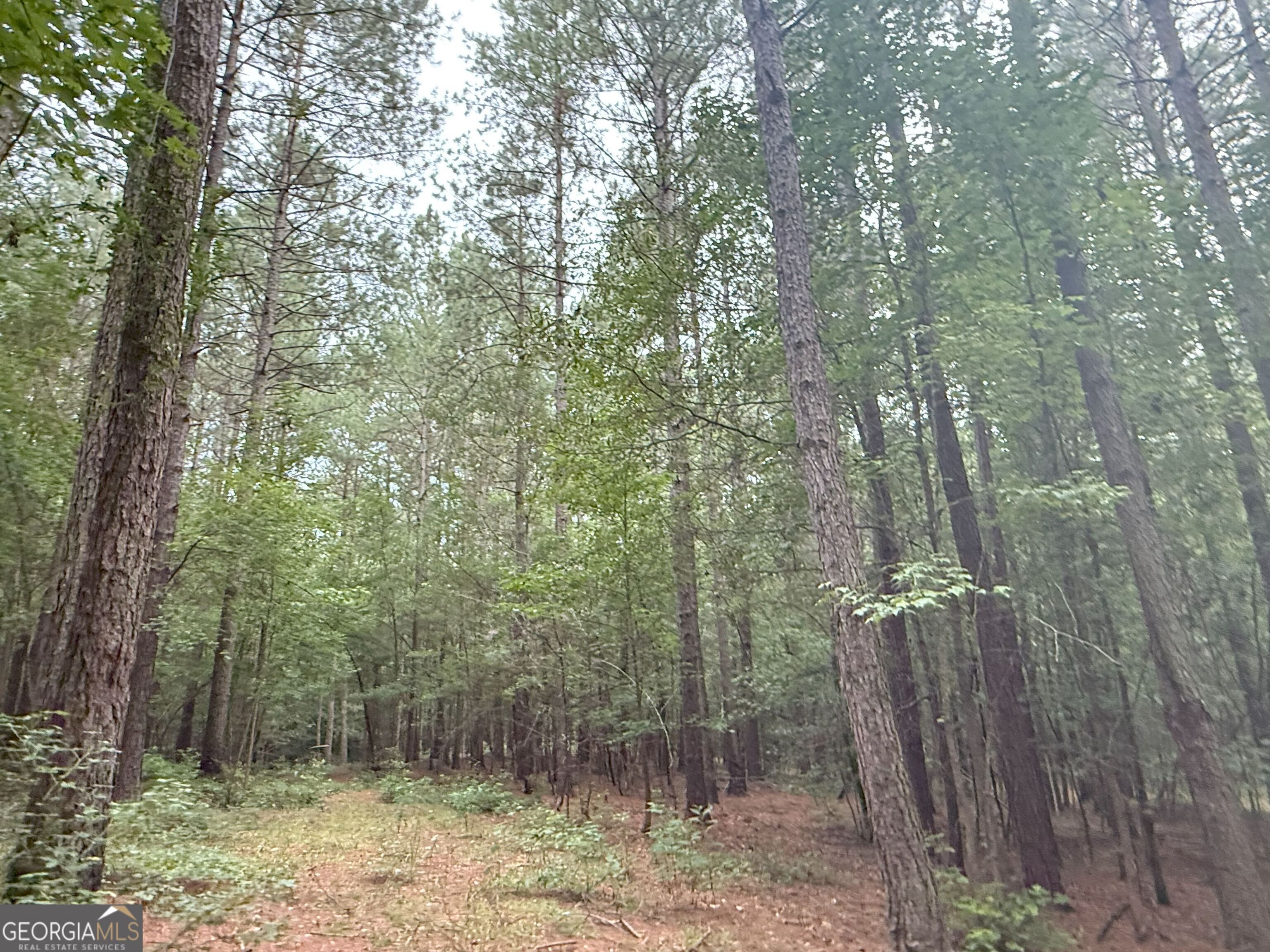 11 Owens Road Maysville, GA 30558 - Photo 117 of 147 a view of a forest with lots of trees