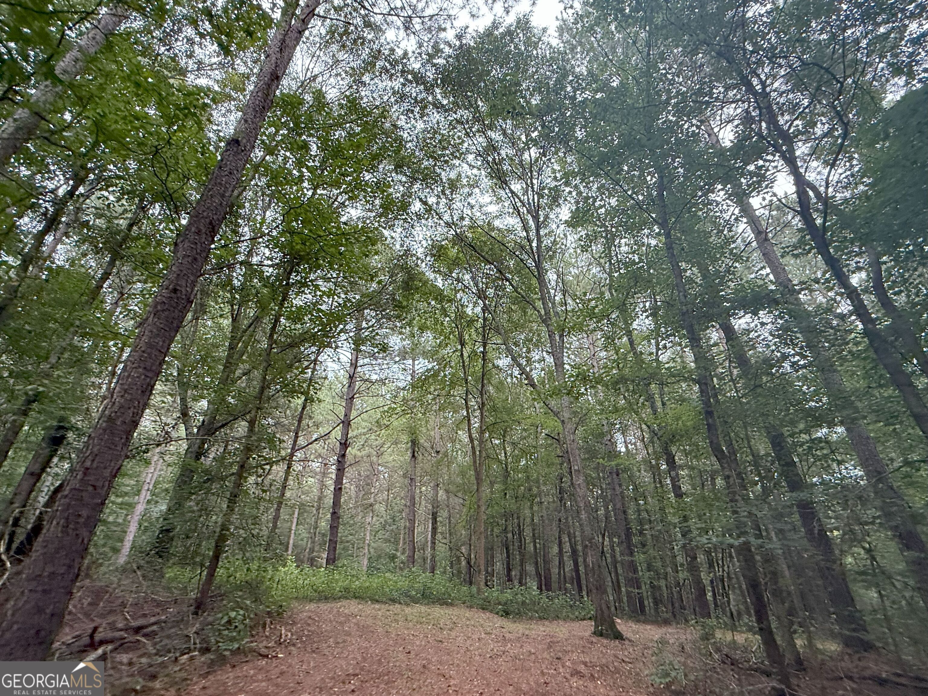 11 Owens Road Maysville, GA 30558 - Photo 118 of 147 a view of a forest with trees in the background