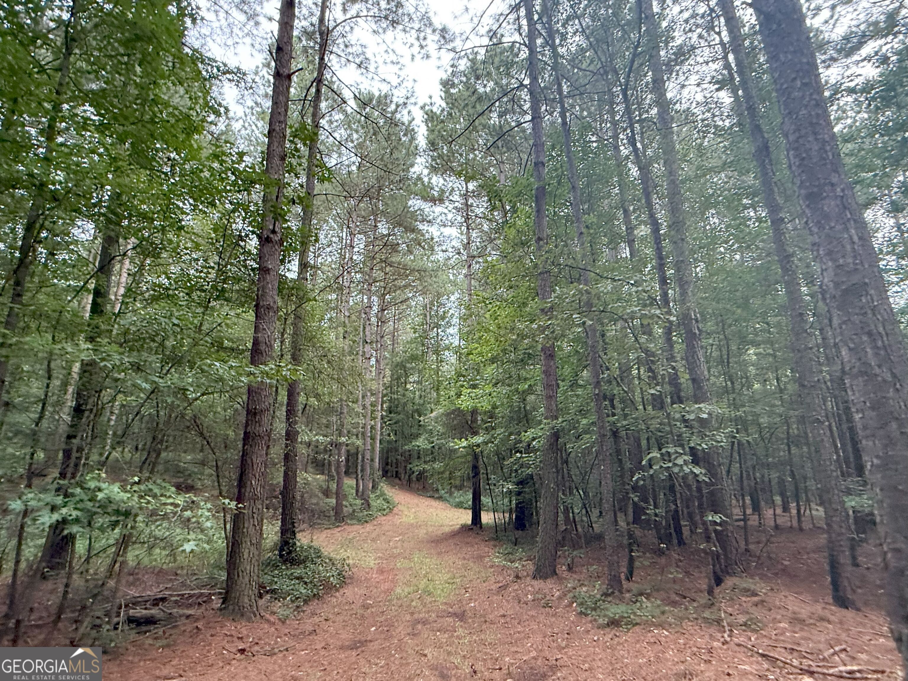 11 Owens Road Maysville, GA 30558 - Photo 120 of 147 a view of a forest with trees