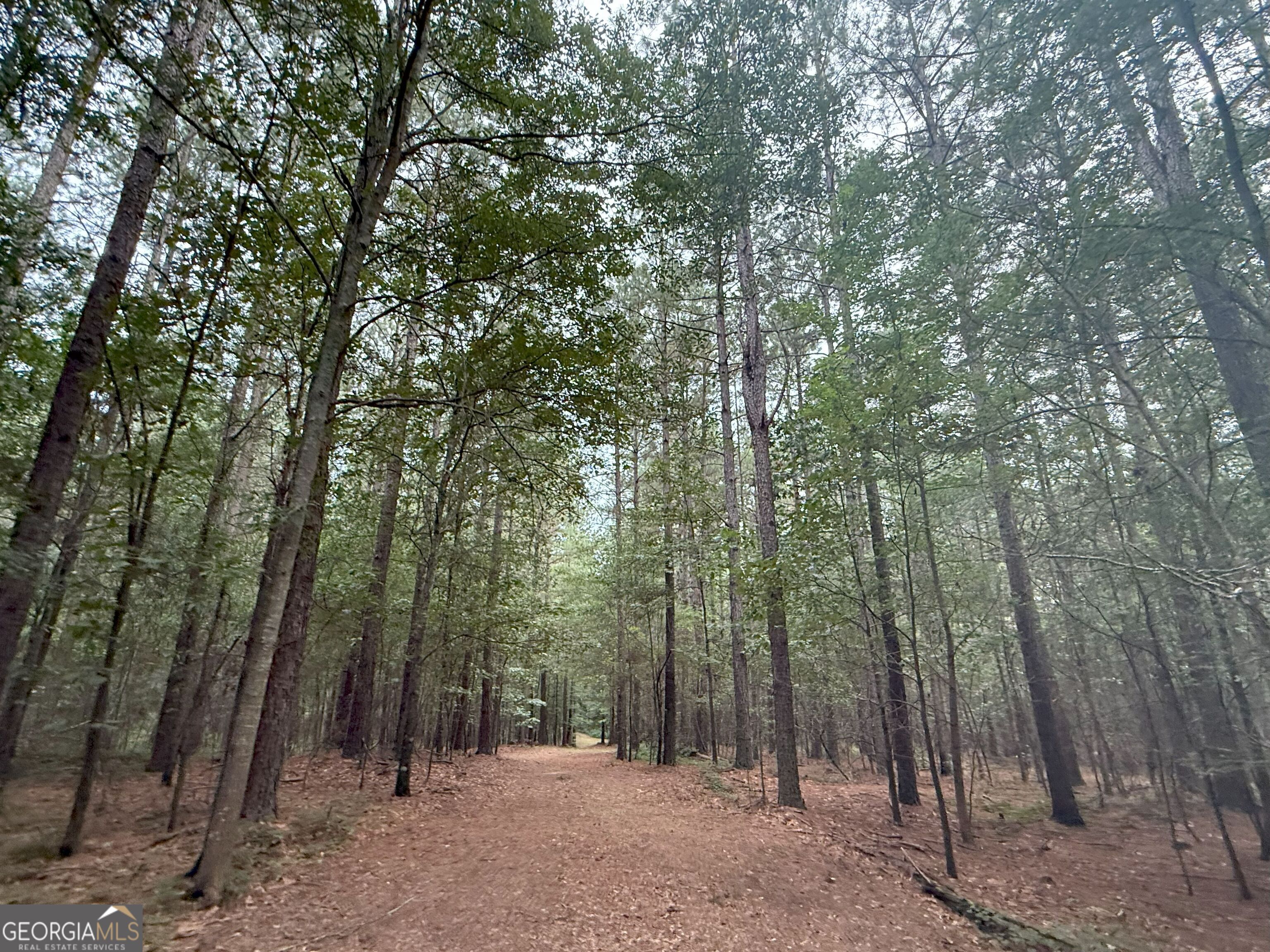 11 Owens Road Maysville, GA 30558 - Photo 122 of 147 a view of a forest with trees in the background