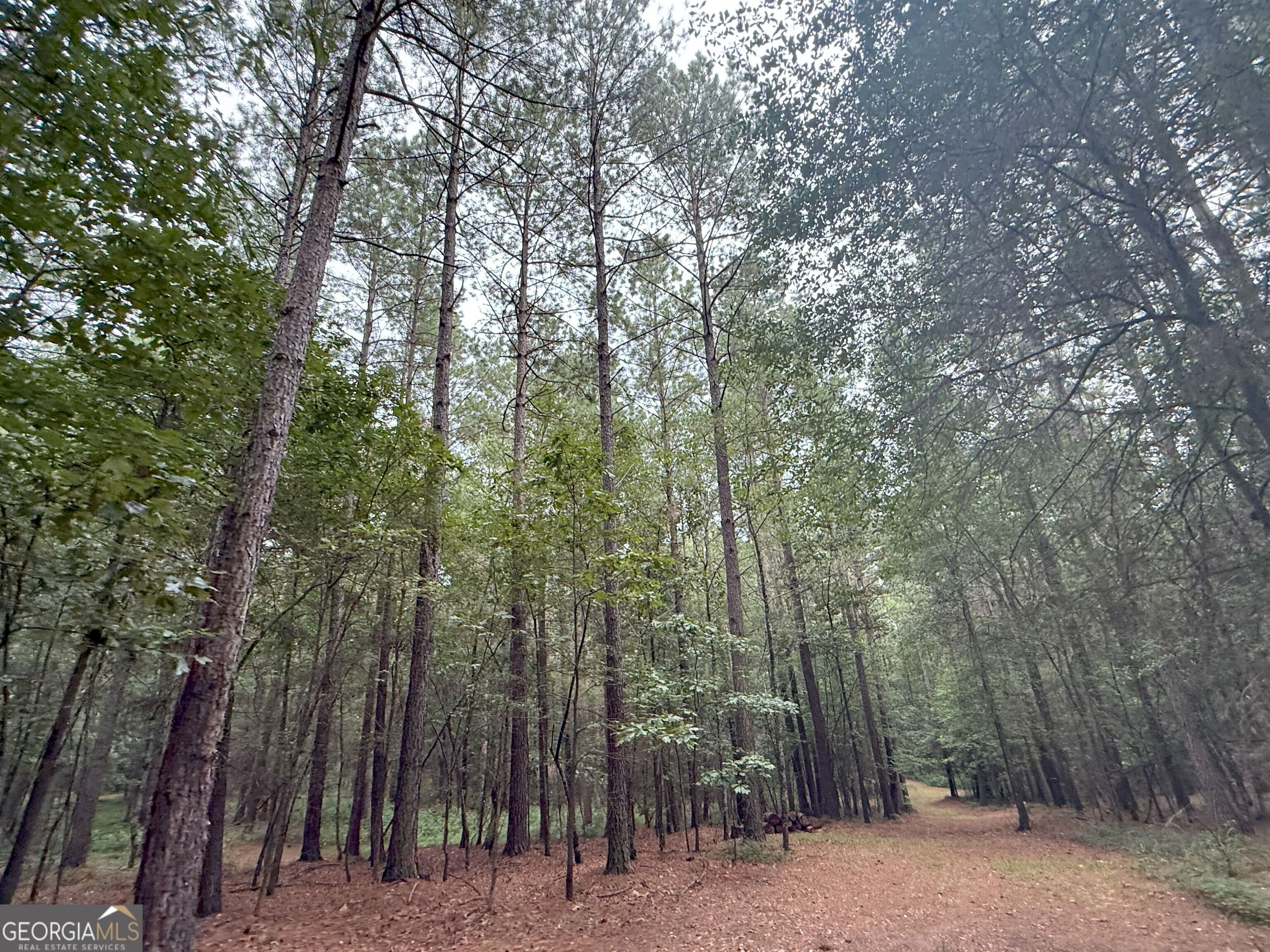11 Owens Road Maysville, GA 30558 - Photo 123 of 147 a view of a forest with trees