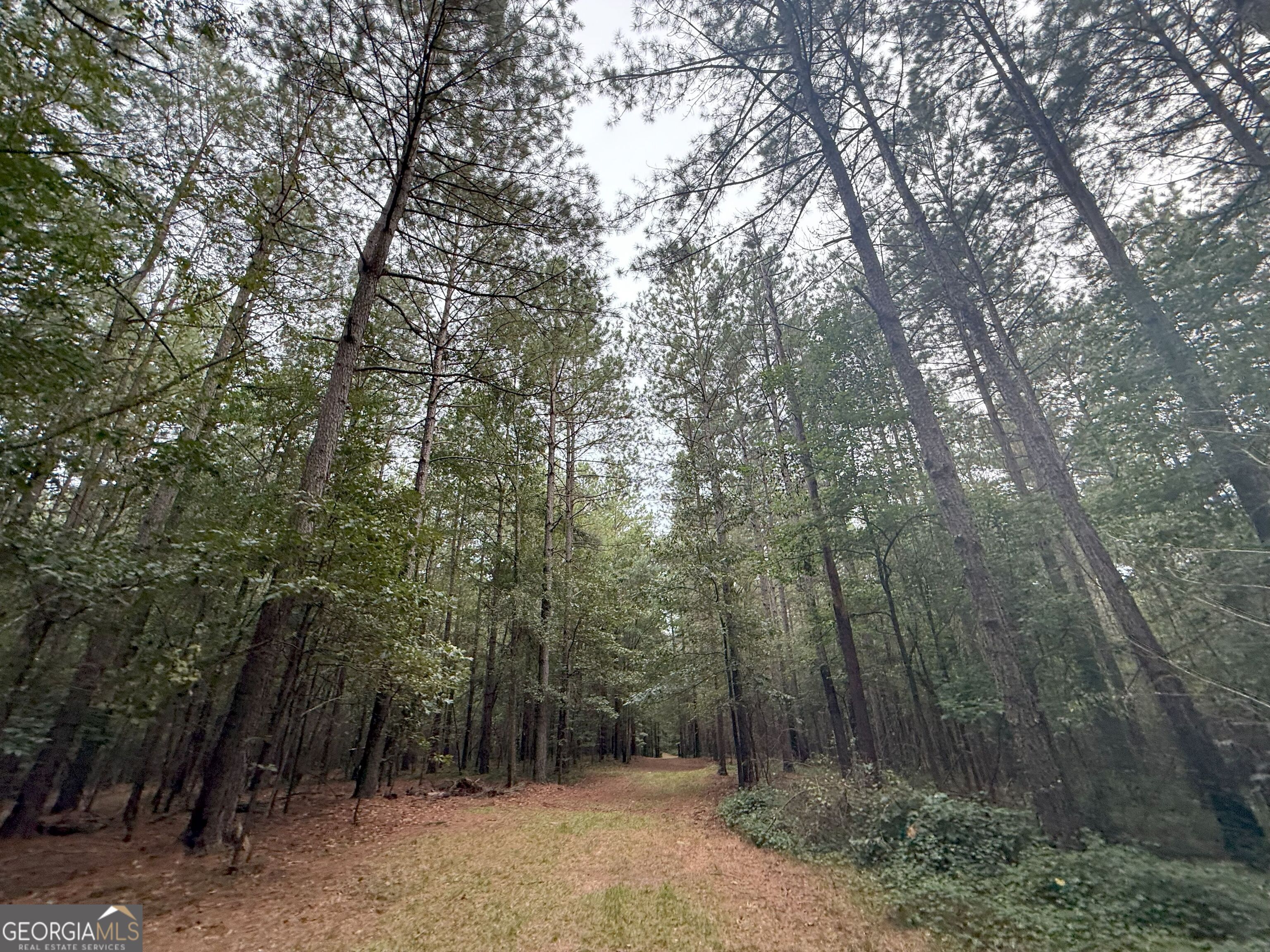 11 Owens Road Maysville, GA 30558 - Photo 125 of 147 a view of a forest with trees in the background