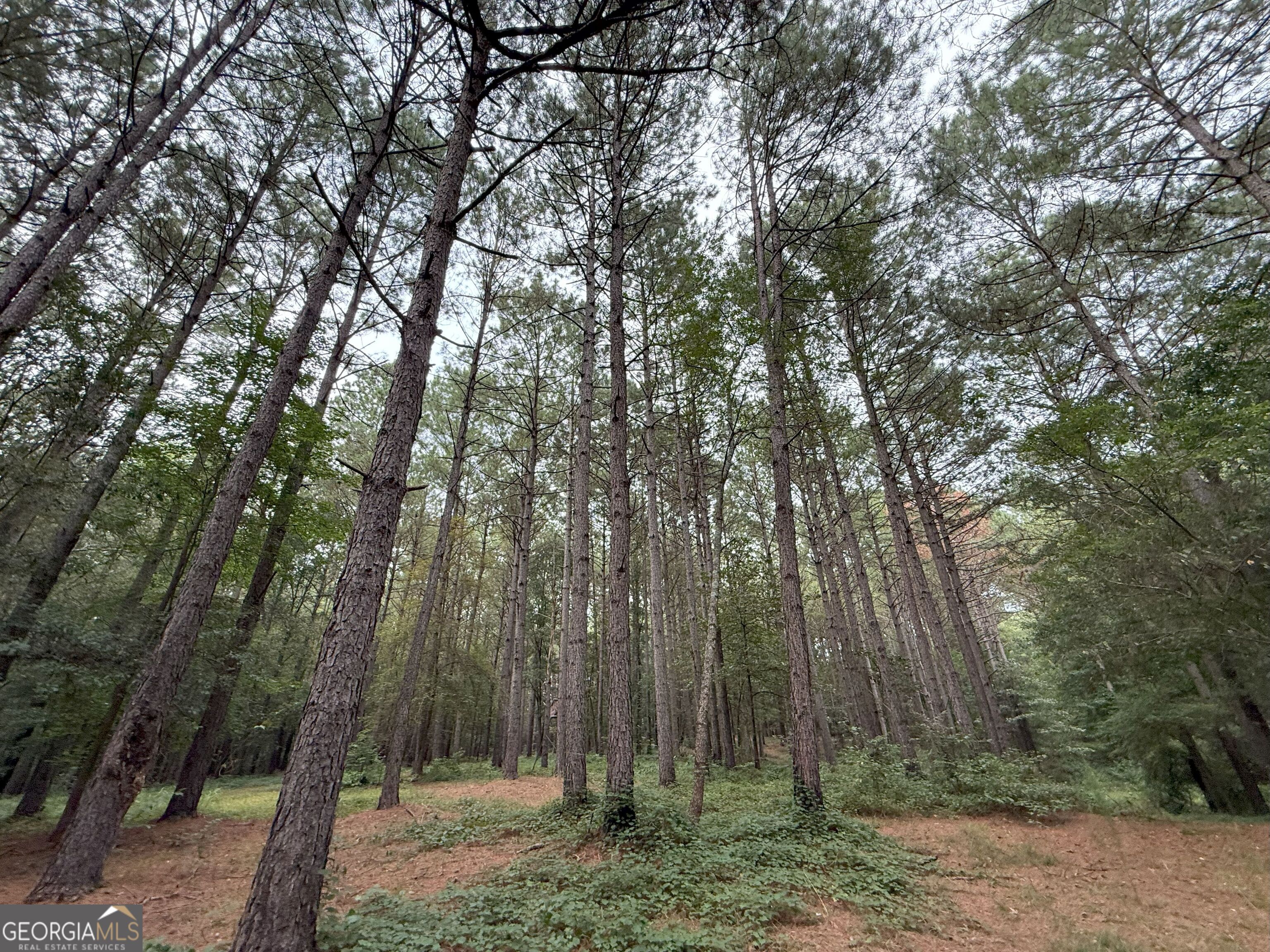 11 Owens Road Maysville, GA 30558 - Photo 126 of 147 a view of a forest filled with trees