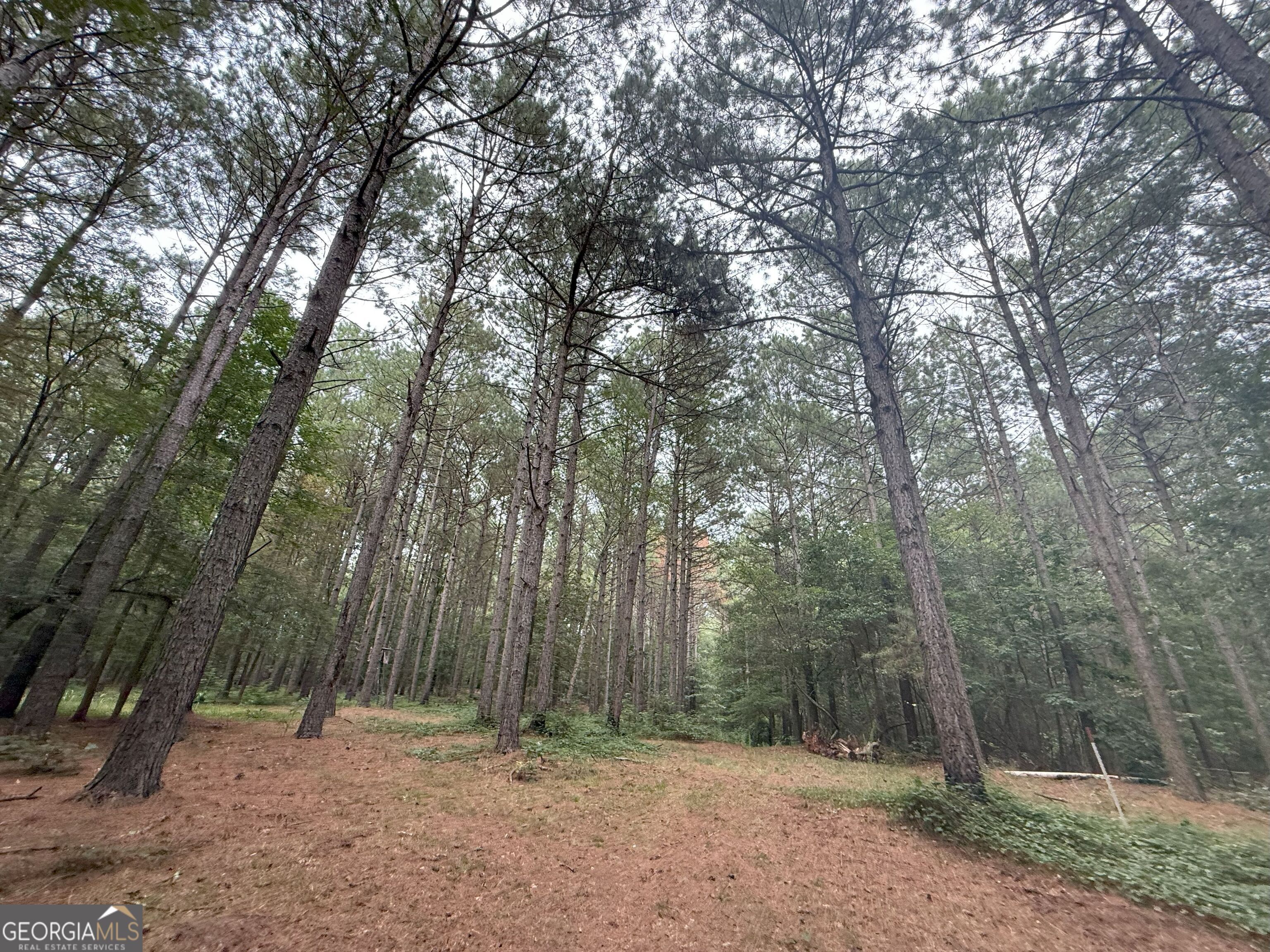 11 Owens Road Maysville, GA 30558 - Photo 127 of 147 a view of outdoor space with trees