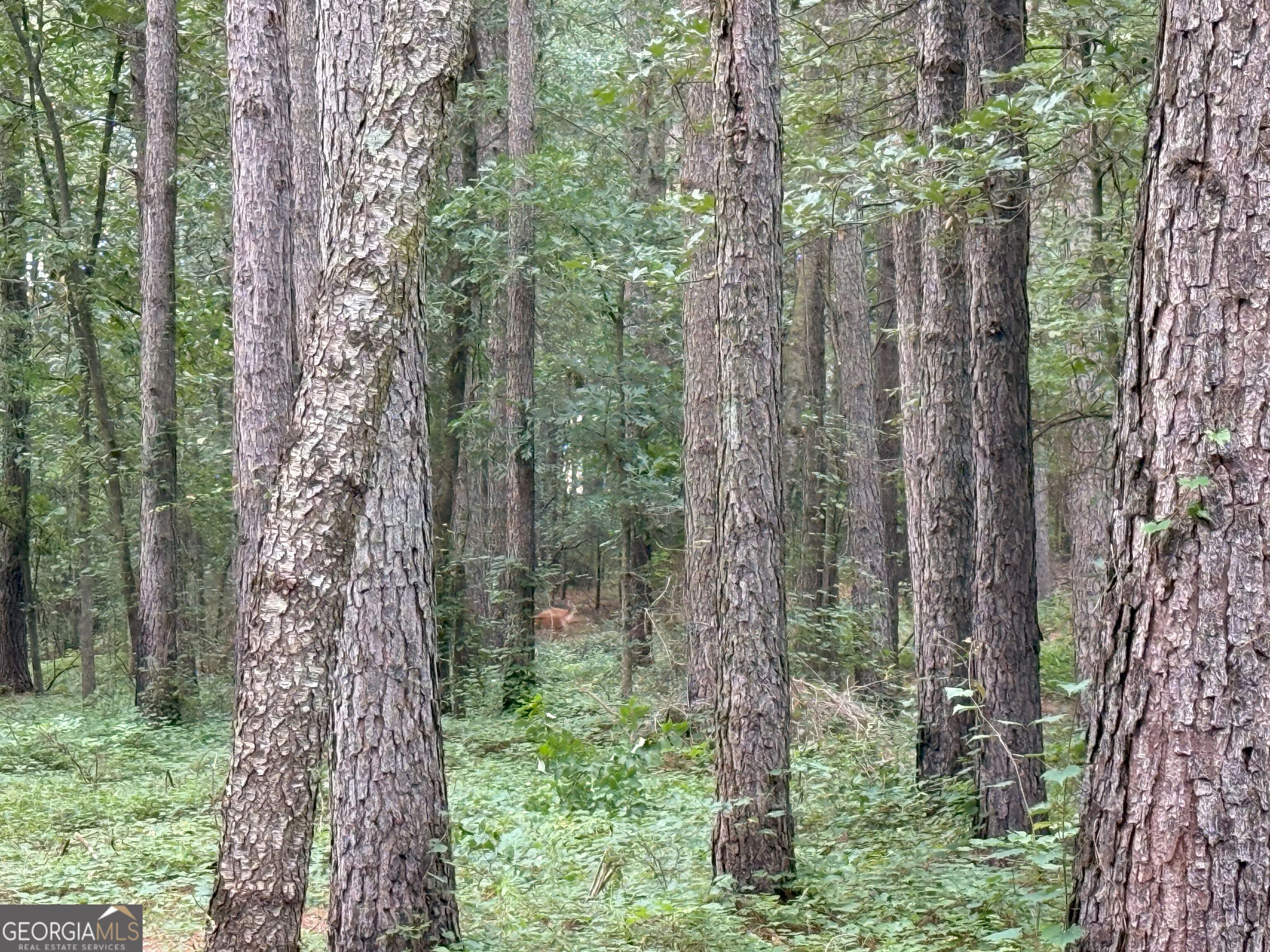 11 Owens Road Maysville, GA 30558 - Photo 131 of 147