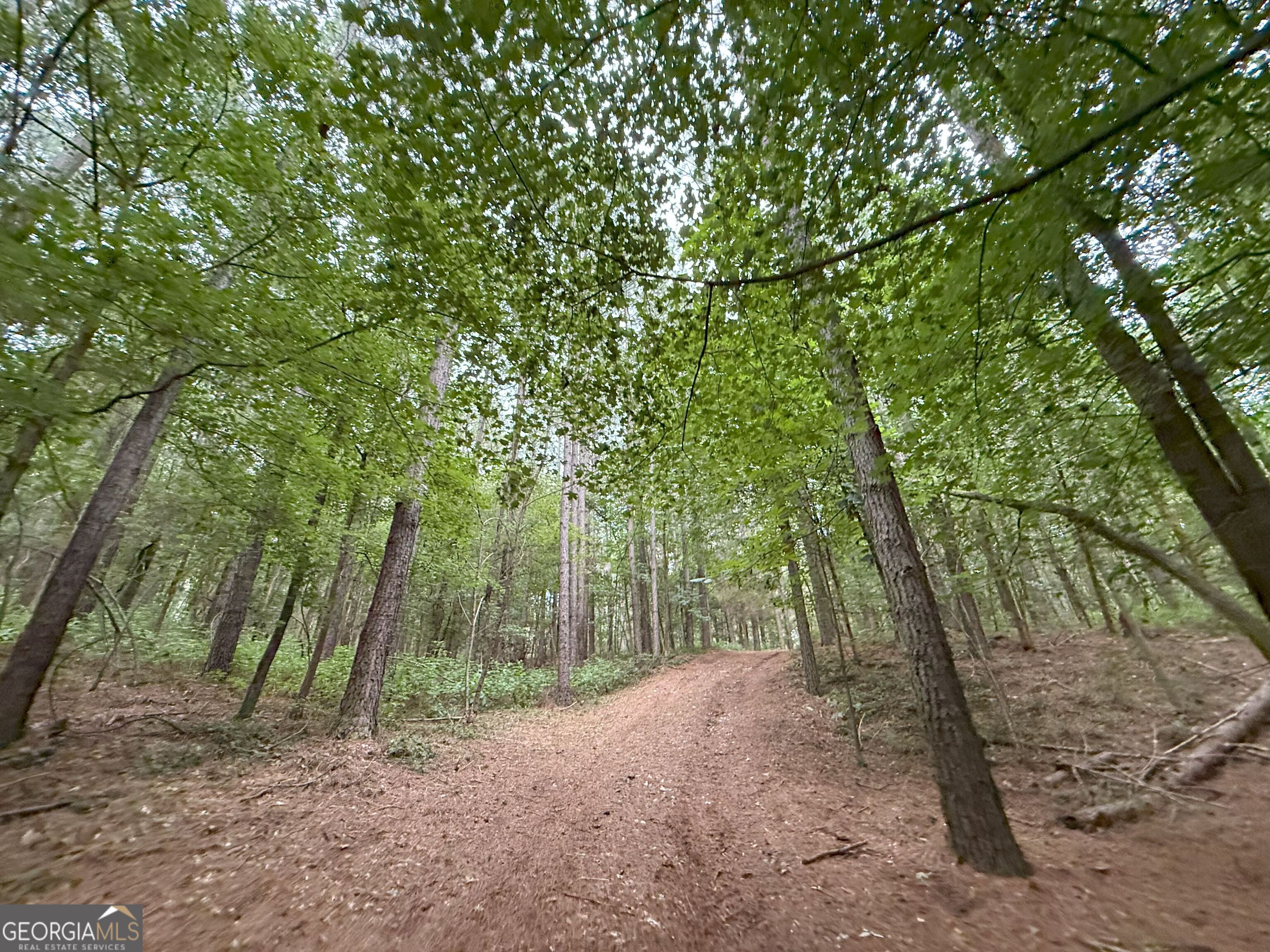 11 Owens Road Maysville, GA 30558 - Photo 140 of 147 a view of a forest with trees in the background