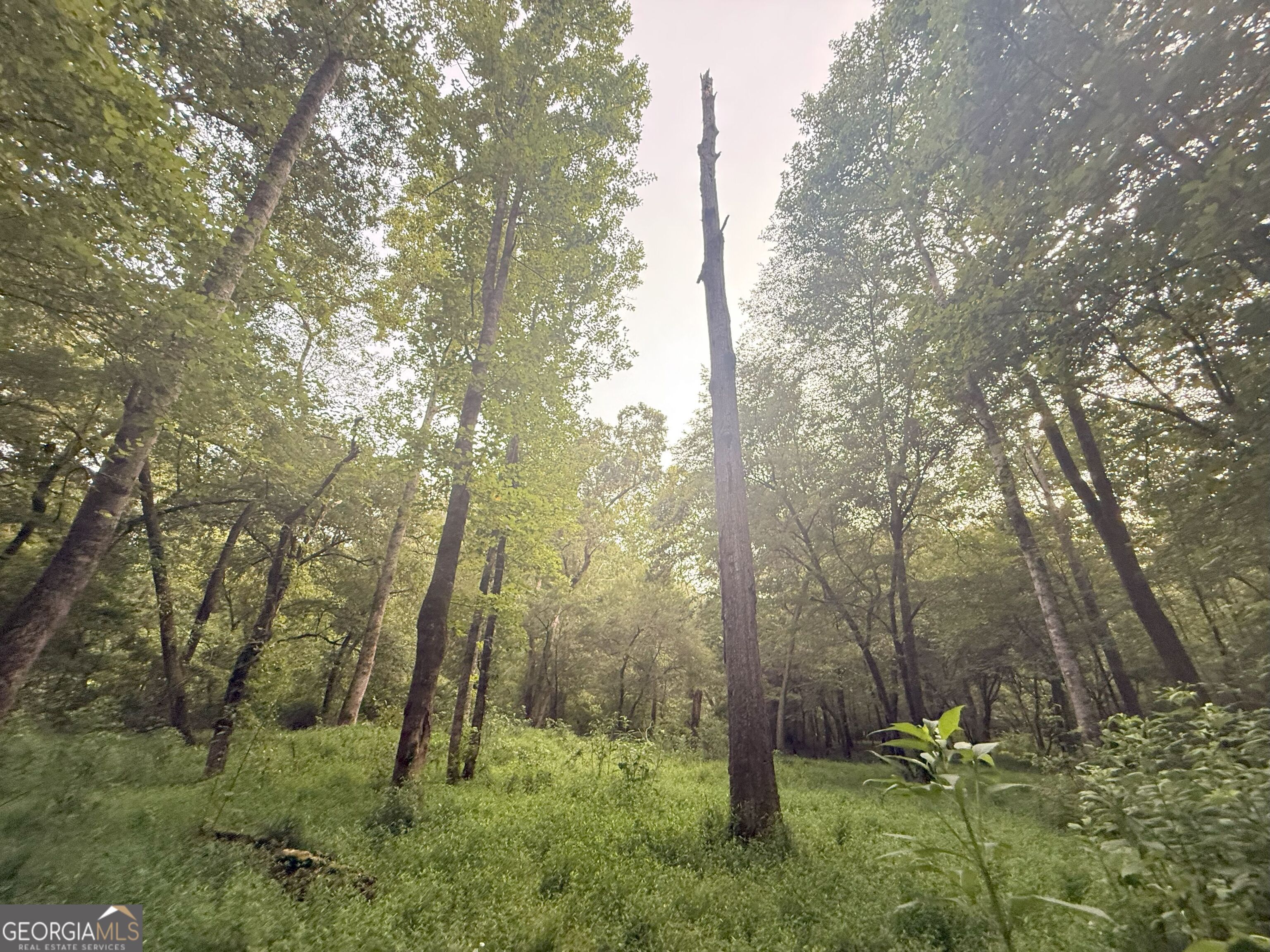 11 Owens Road Maysville, GA 30558 - Photo 14 of 147 a backyard of a house with lots of green space