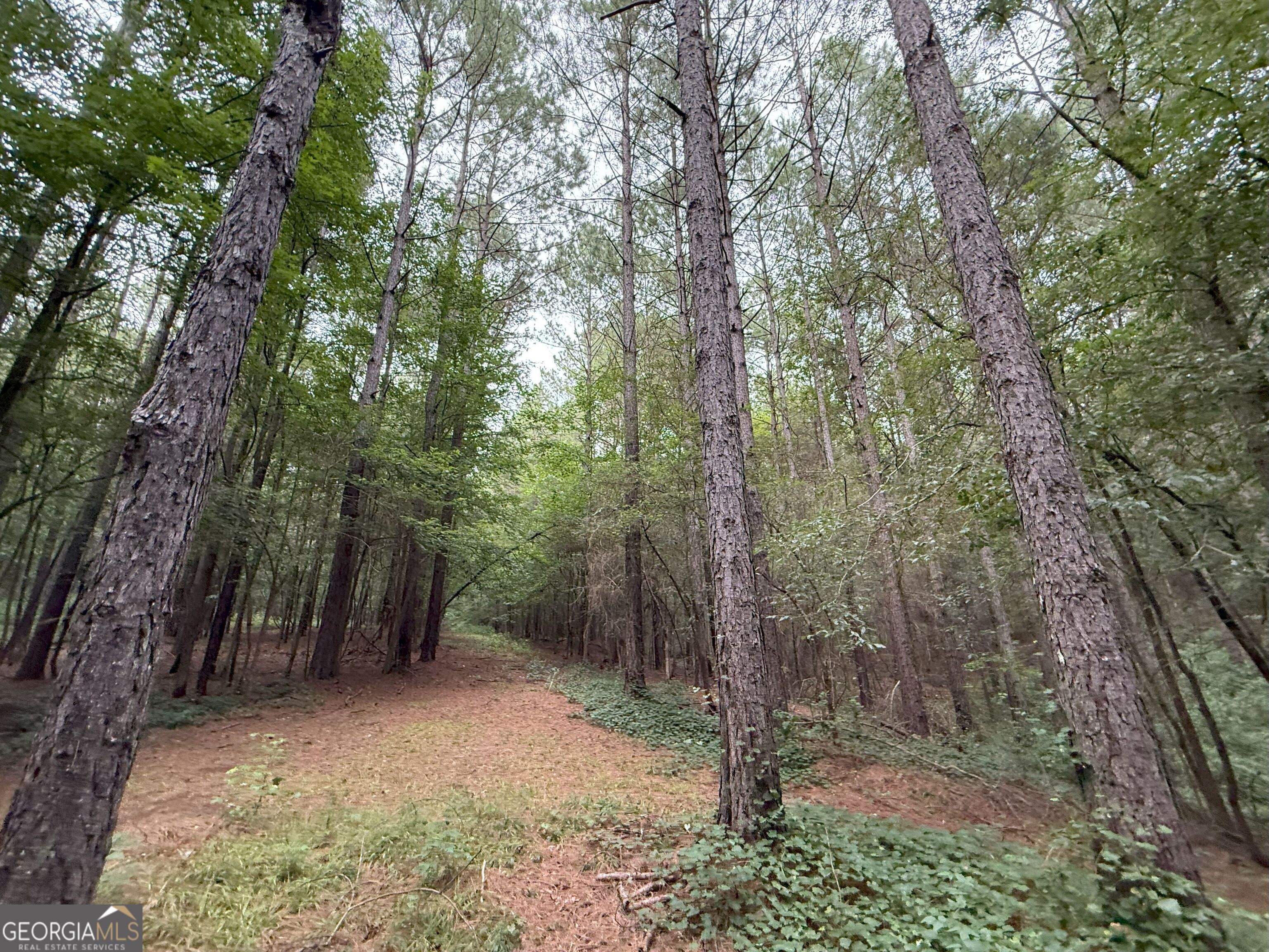 11 Owens Road Maysville, GA 30558 - Photo 143 of 147 a view of a forest with trees in the background
