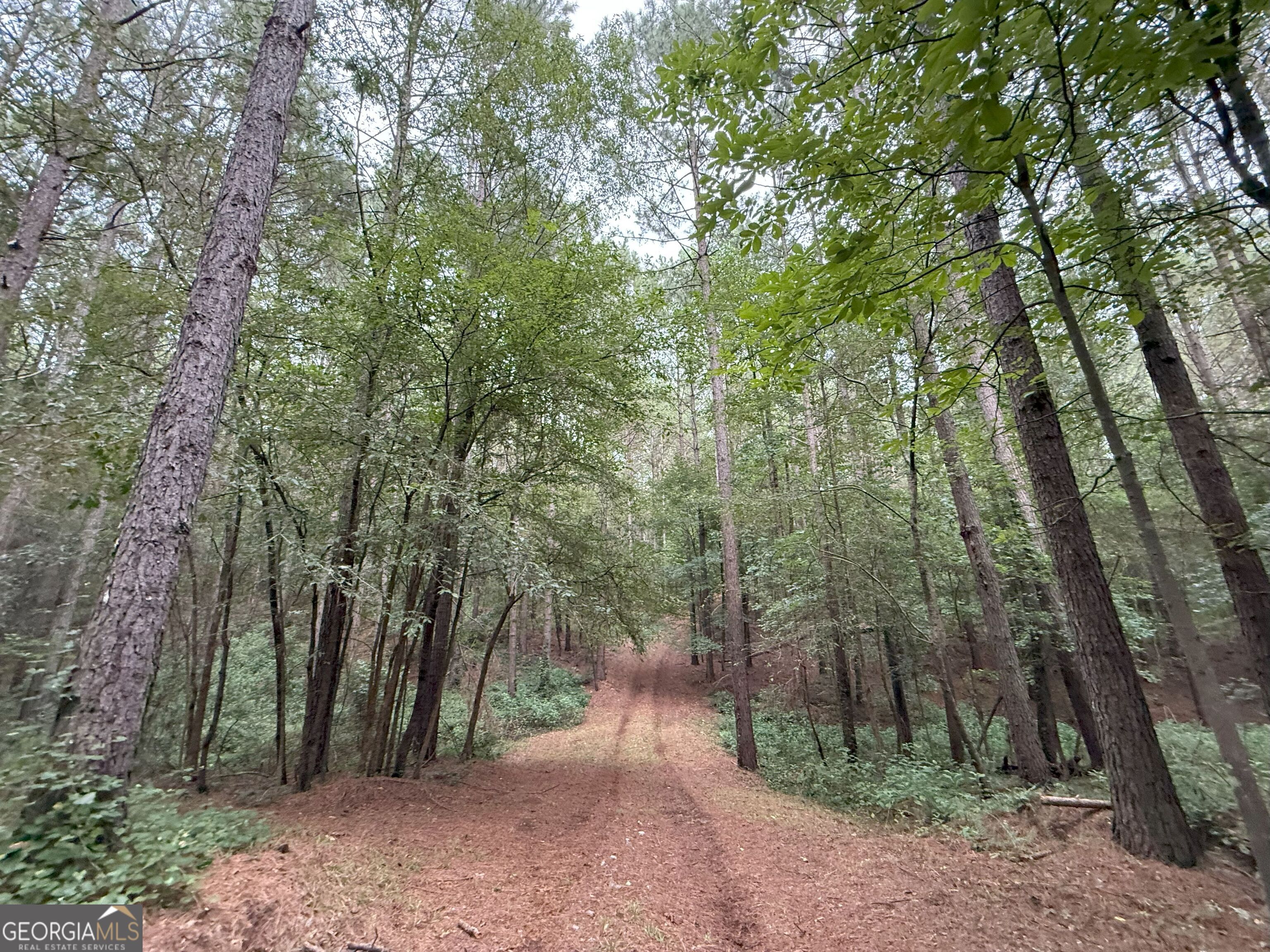 11 Owens Road Maysville, GA 30558 - Photo 144 of 147 a view of a forest with trees in the background