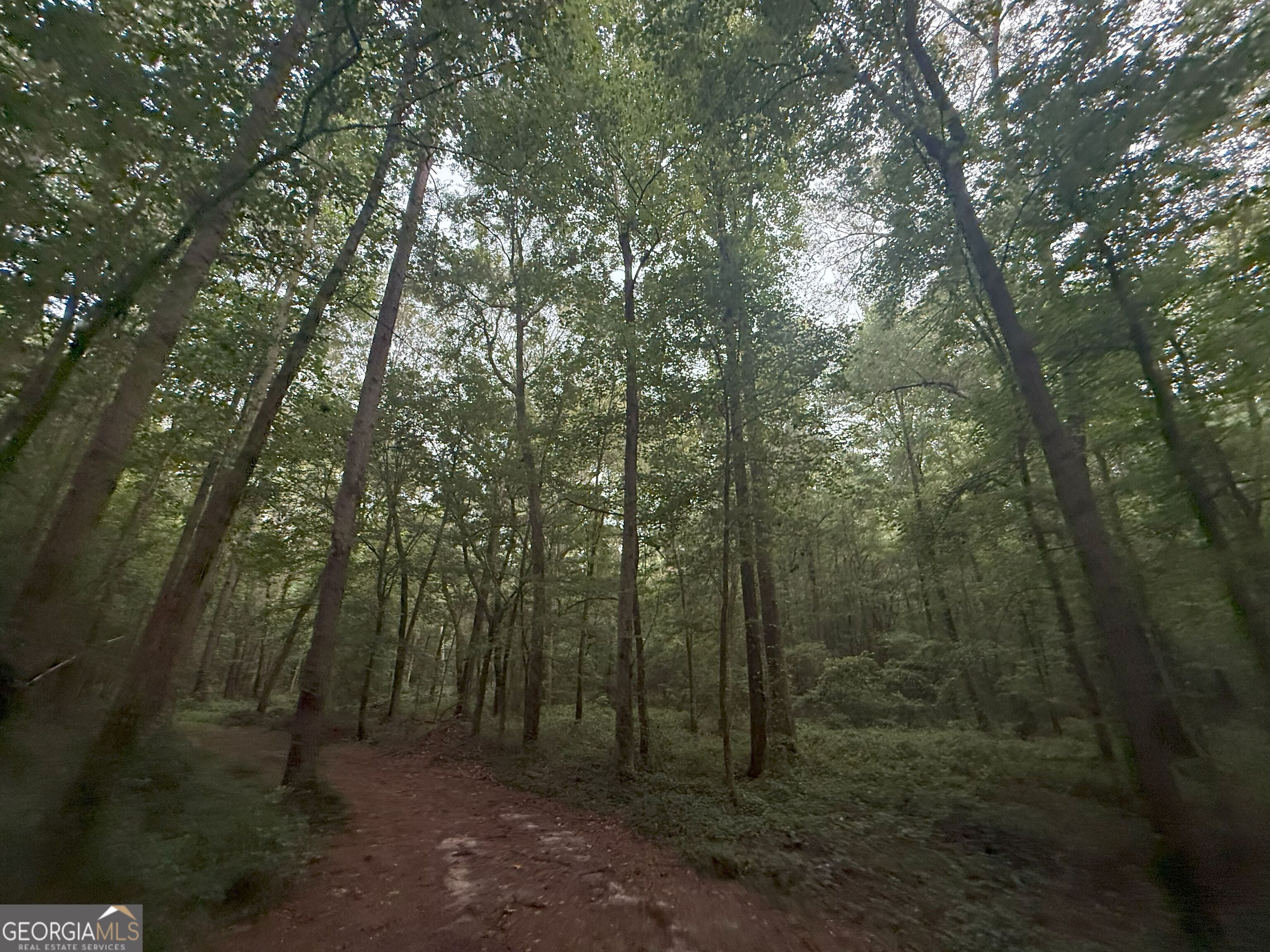 11 Owens Road Maysville, GA 30558 - Photo 28 of 147 a view of a forest with trees in the background