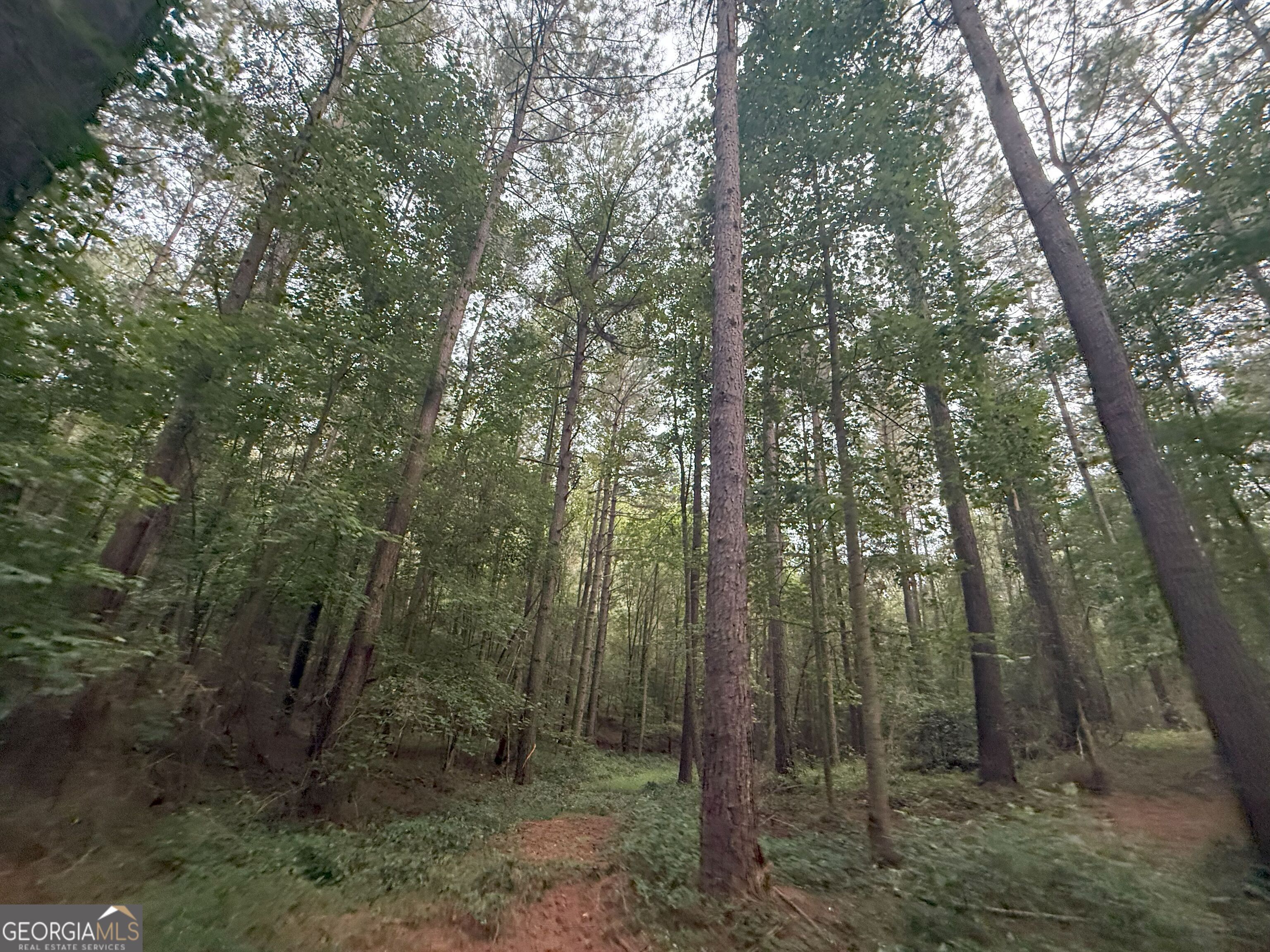 11 Owens Road Maysville, GA 30558 - Photo 34 of 147 a view of a forest