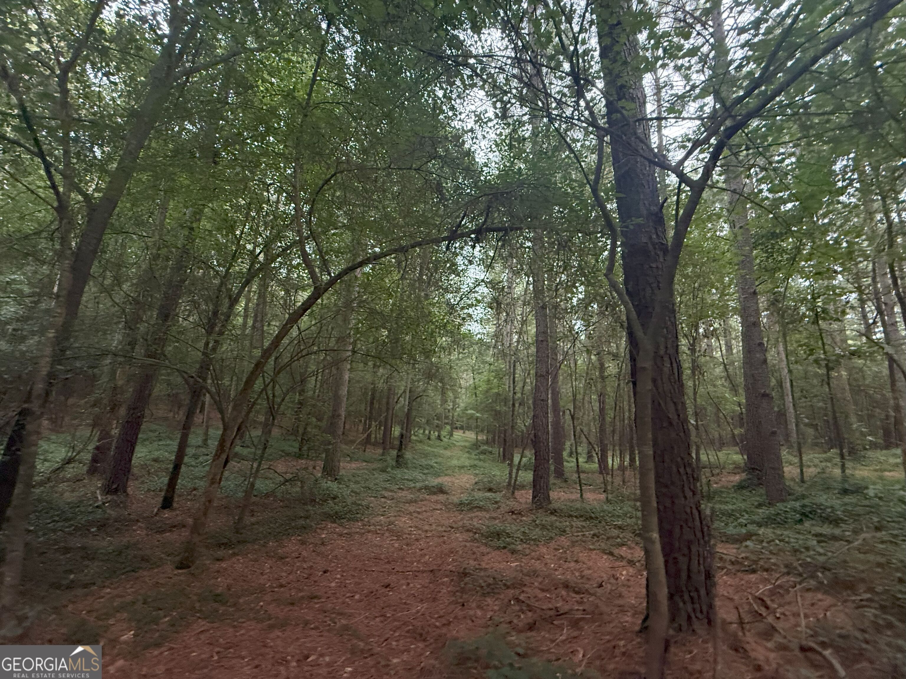 11 Owens Road Maysville, GA 30558 - Photo 59 of 147 a view of a forest with trees in the background