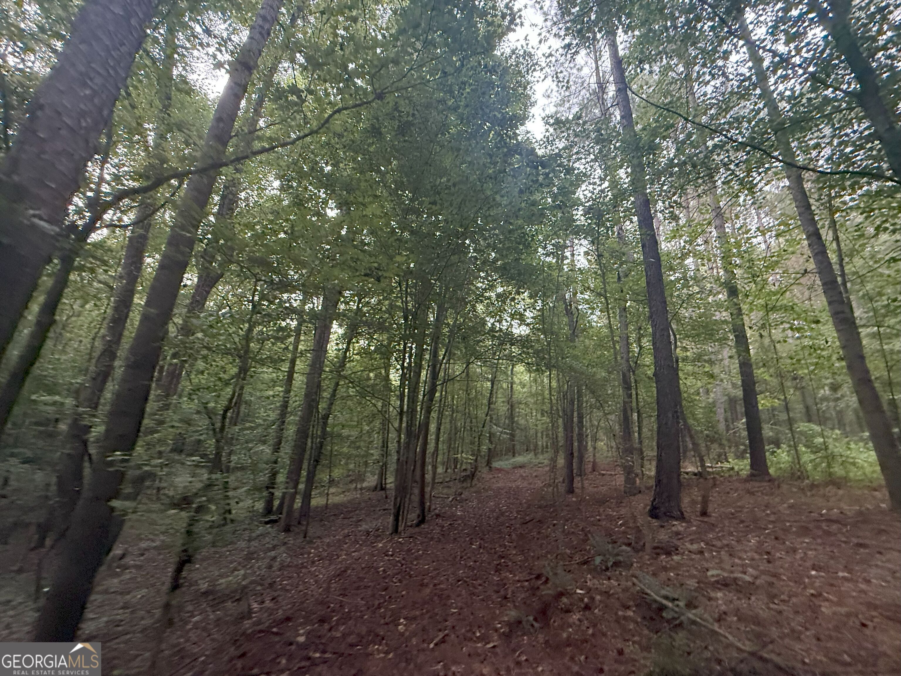 11 Owens Road Maysville, GA 30558 - Photo 66 of 147 a view of a forest with trees in the background