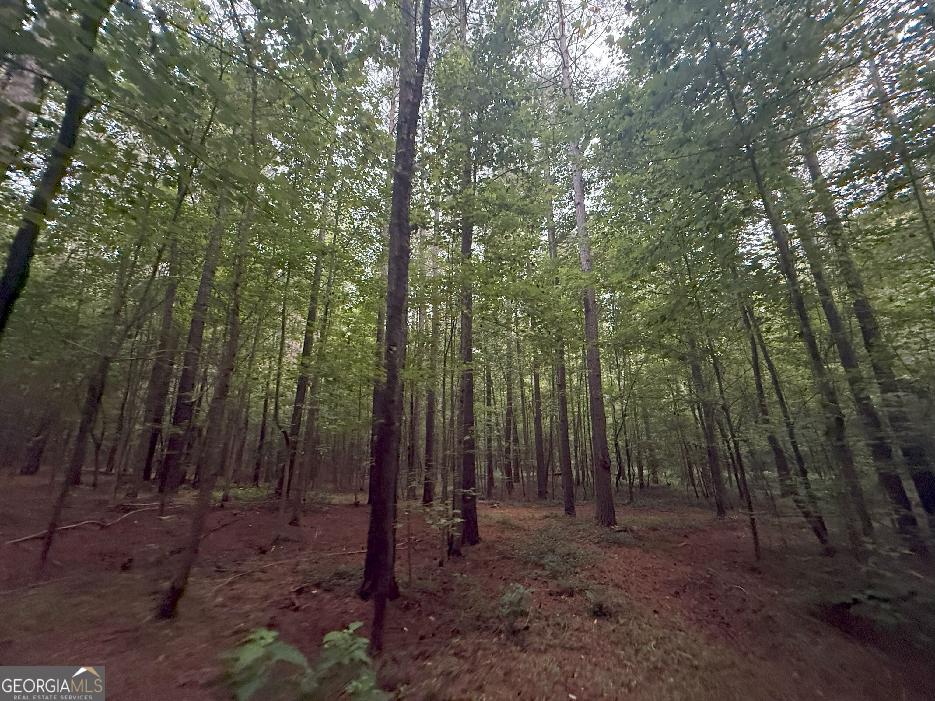 11 Owens Road Maysville, GA 30558 - Photo 70 of 147 a view of a forest with trees in the background