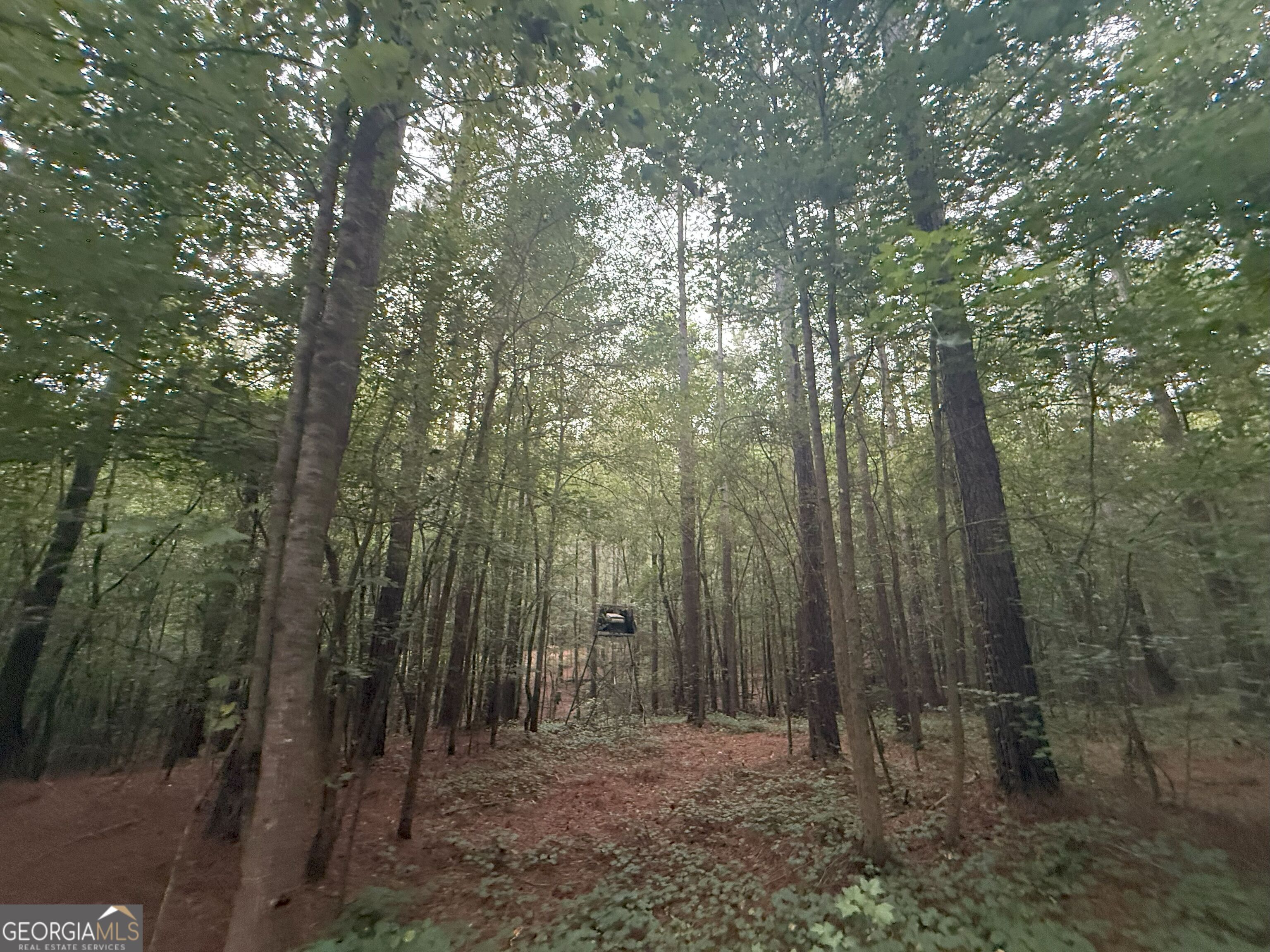 11 Owens Road Maysville, GA 30558 - Photo 75 of 147 a view of a forest with trees in the background