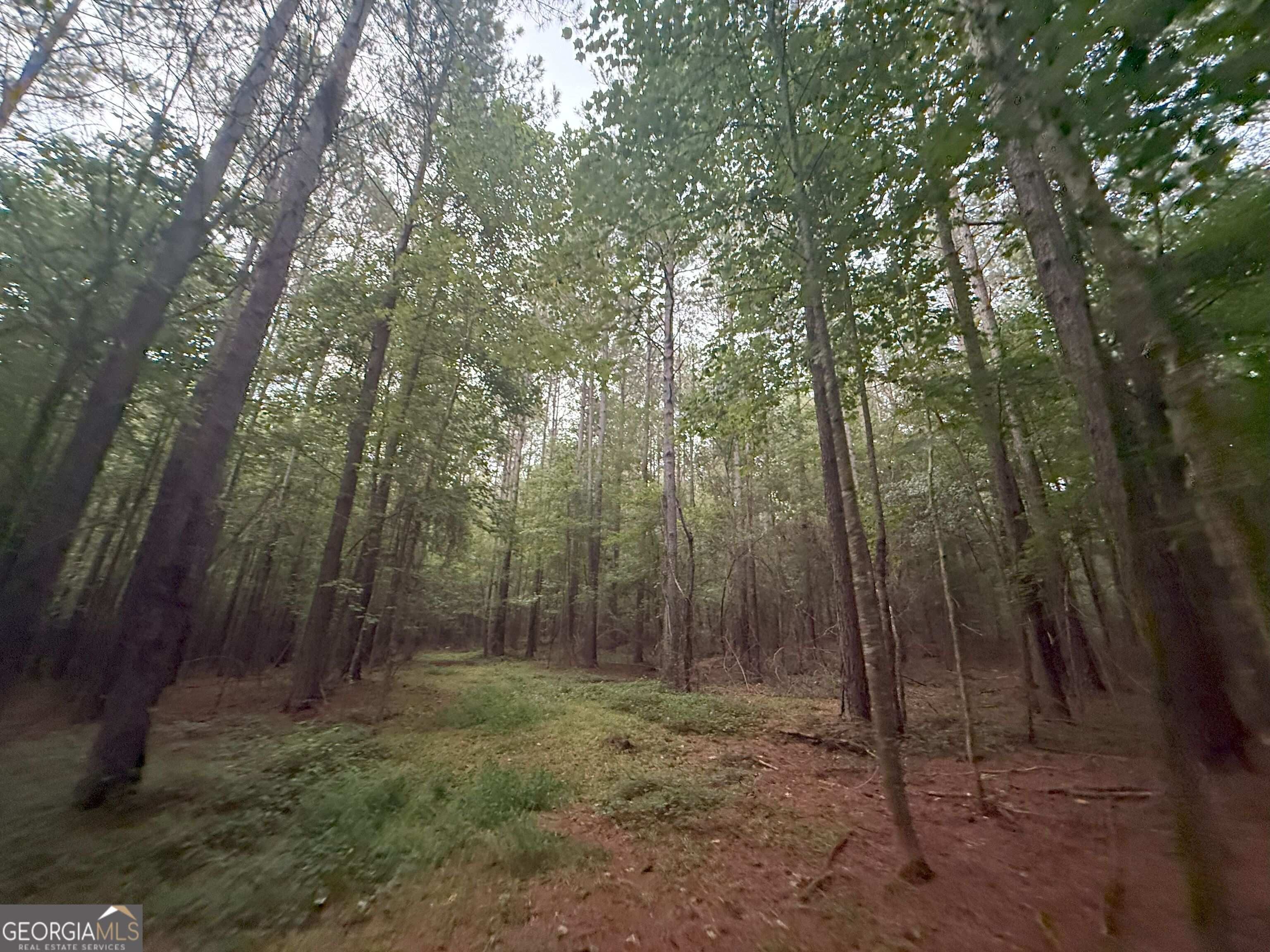 11 Owens Road Maysville, GA 30558 - Photo 8 of 147 a view of a forest with trees in the background