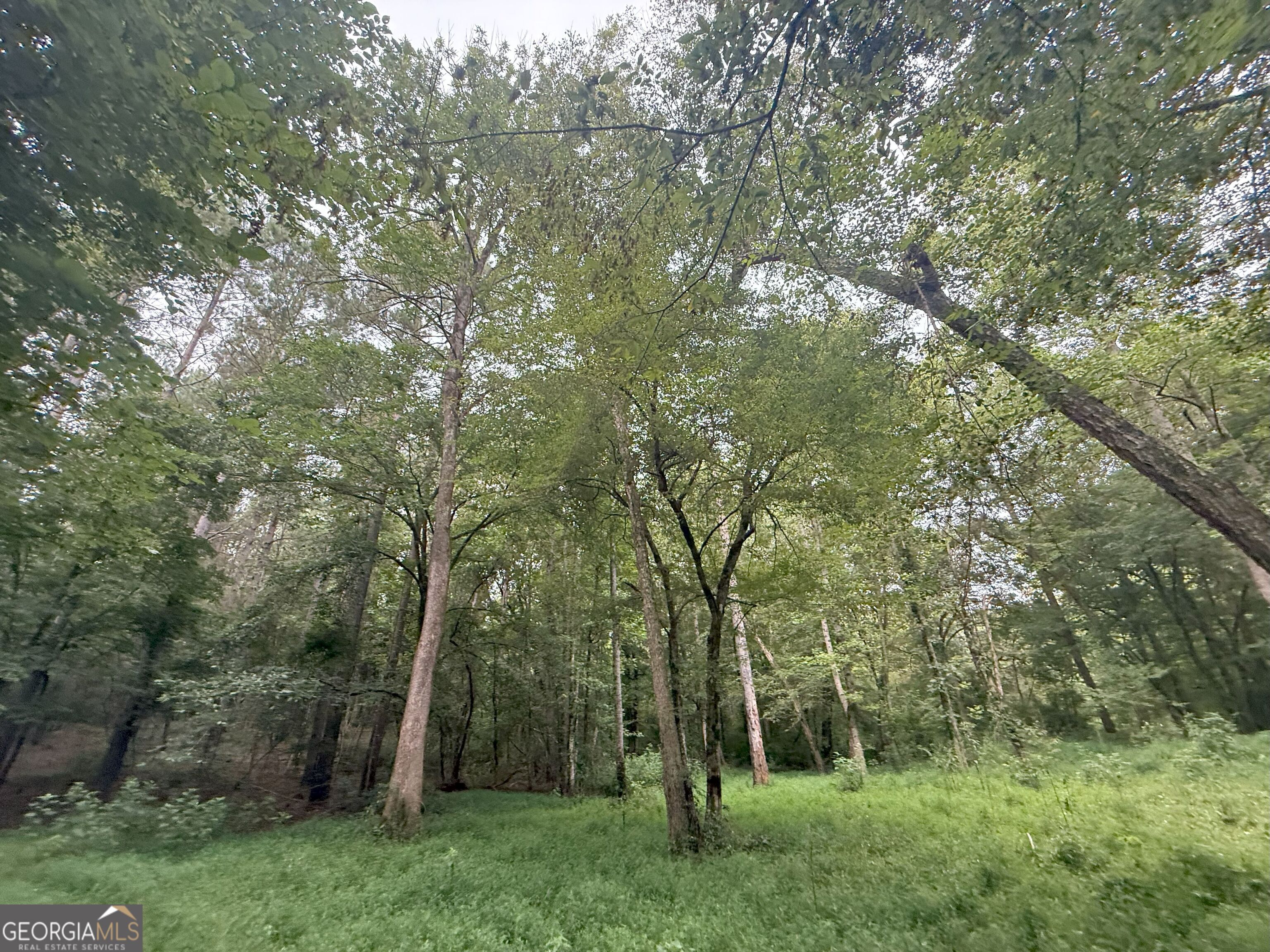11 Owens Road Maysville, GA 30558 - Photo 83 of 147 a view of a forest with trees in the background