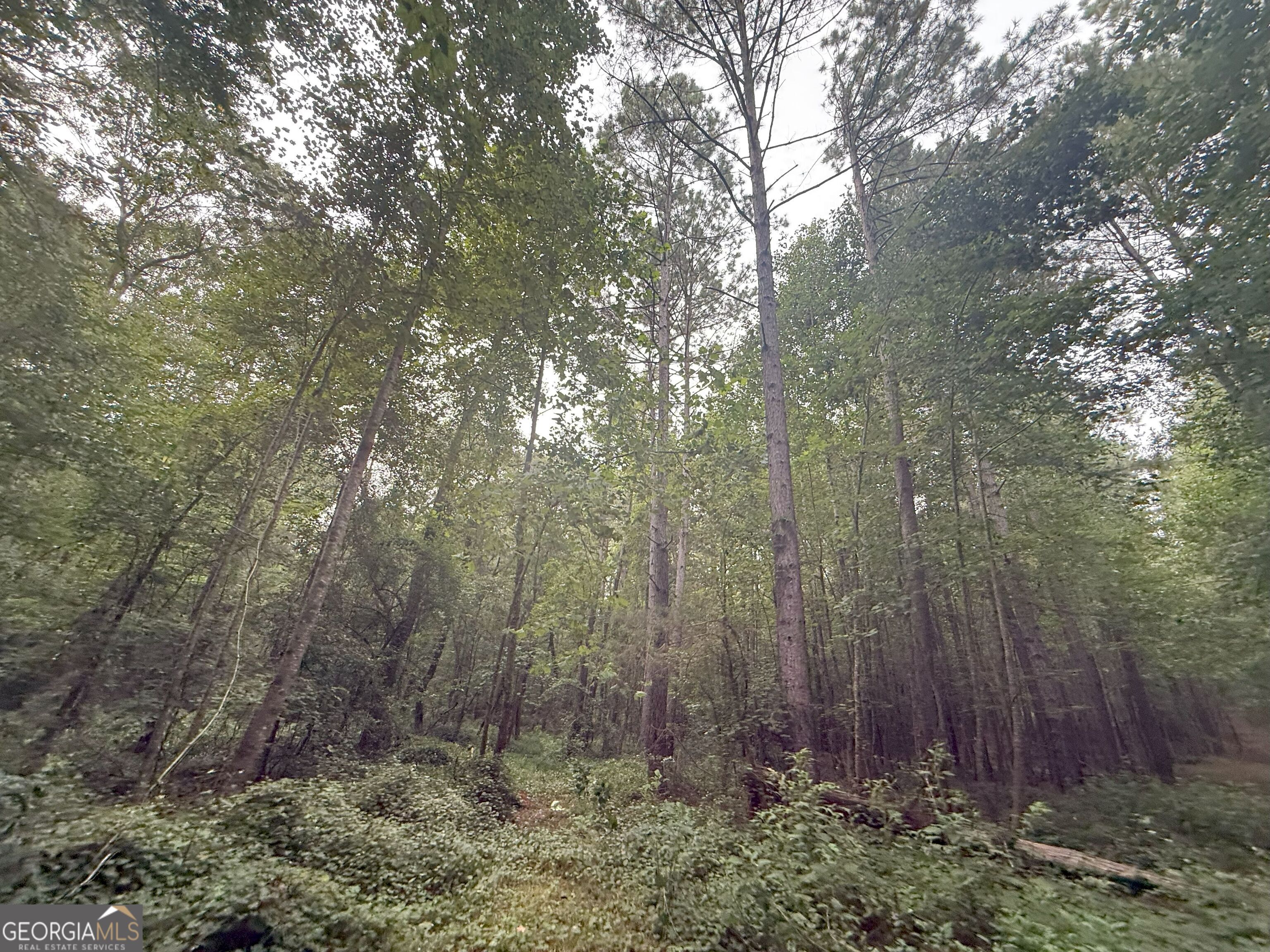11 Owens Road Maysville, GA 30558 - Photo 98 of 147 a view of a yard with trees in the background
