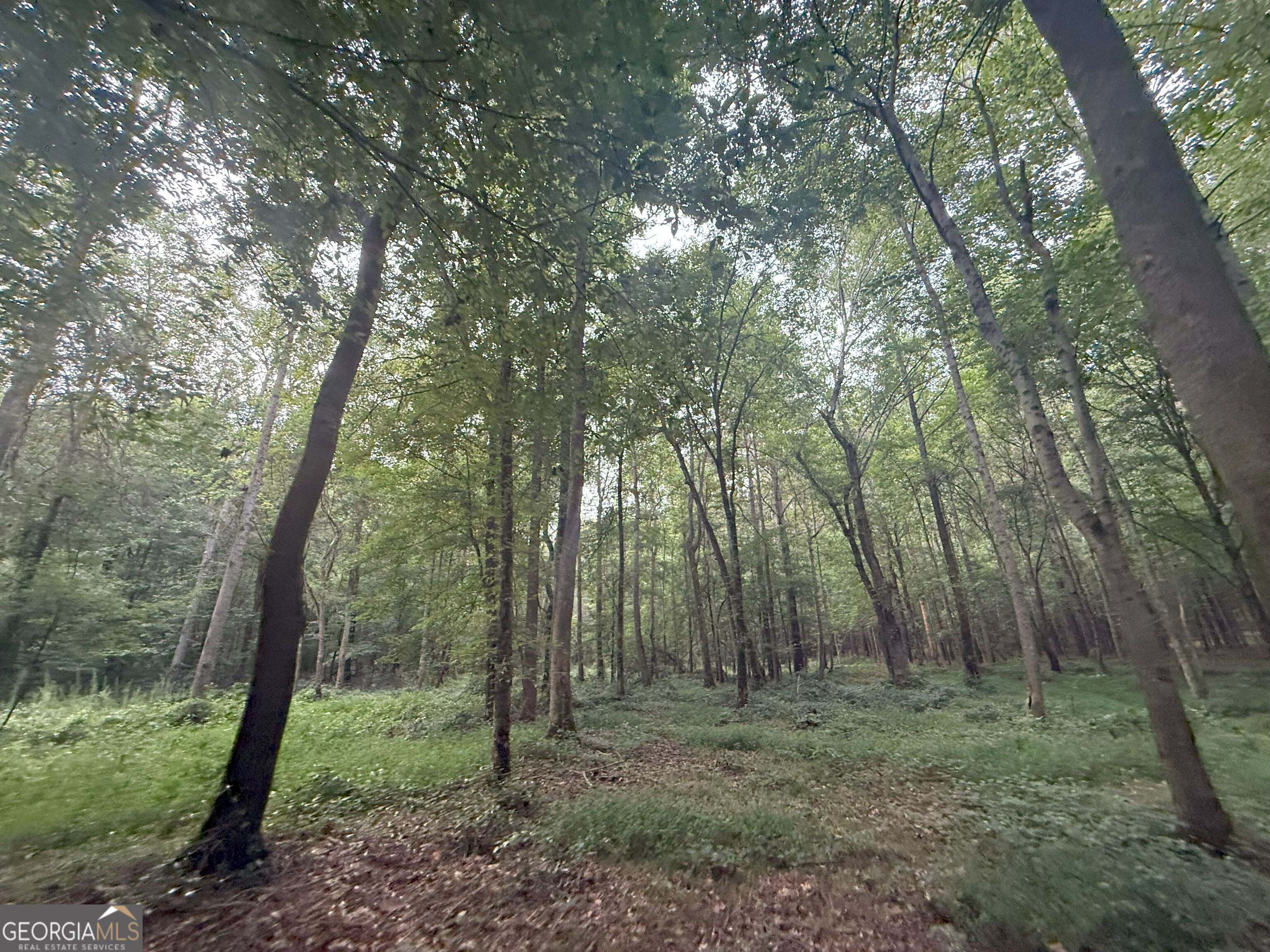 11 Owens Road Maysville, GA 30558 - Photo 99 of 147 a view of a forest that has large trees