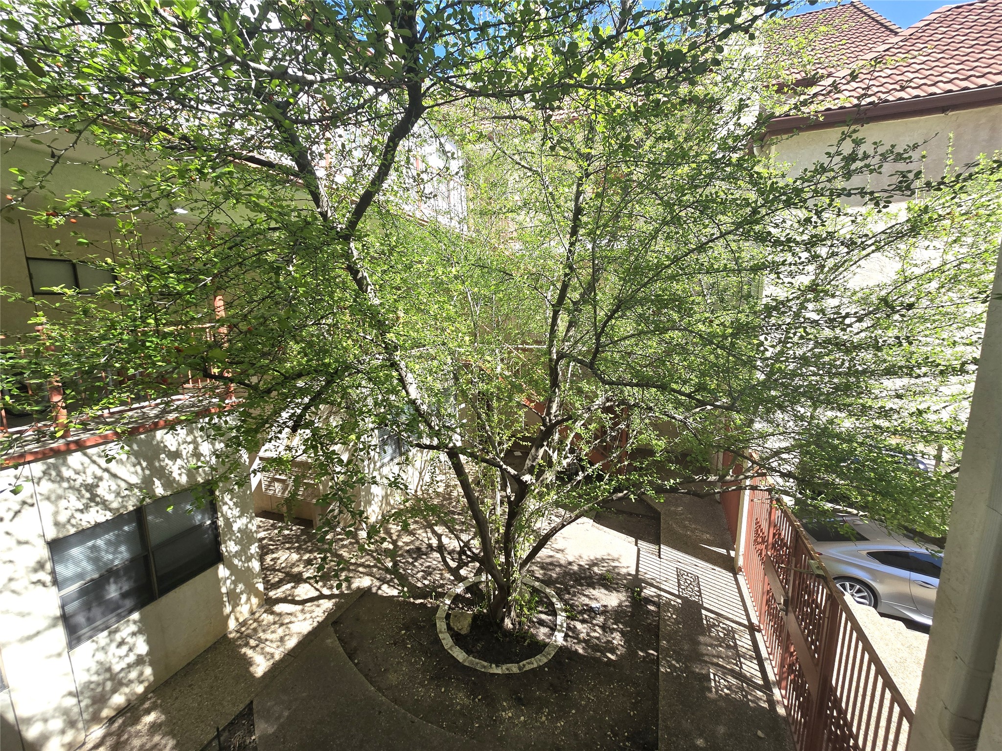 706 West 22nd Street, Unit 307 Austin, TX 78705 - Photo 19 of 20 a picture of tree