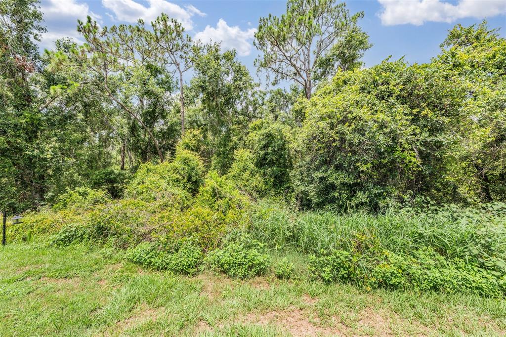 5886 Fishhawk Ridge Drive Lithia, FL 33547 - Photo 25 of 37 a view of a lush green forest with large trees