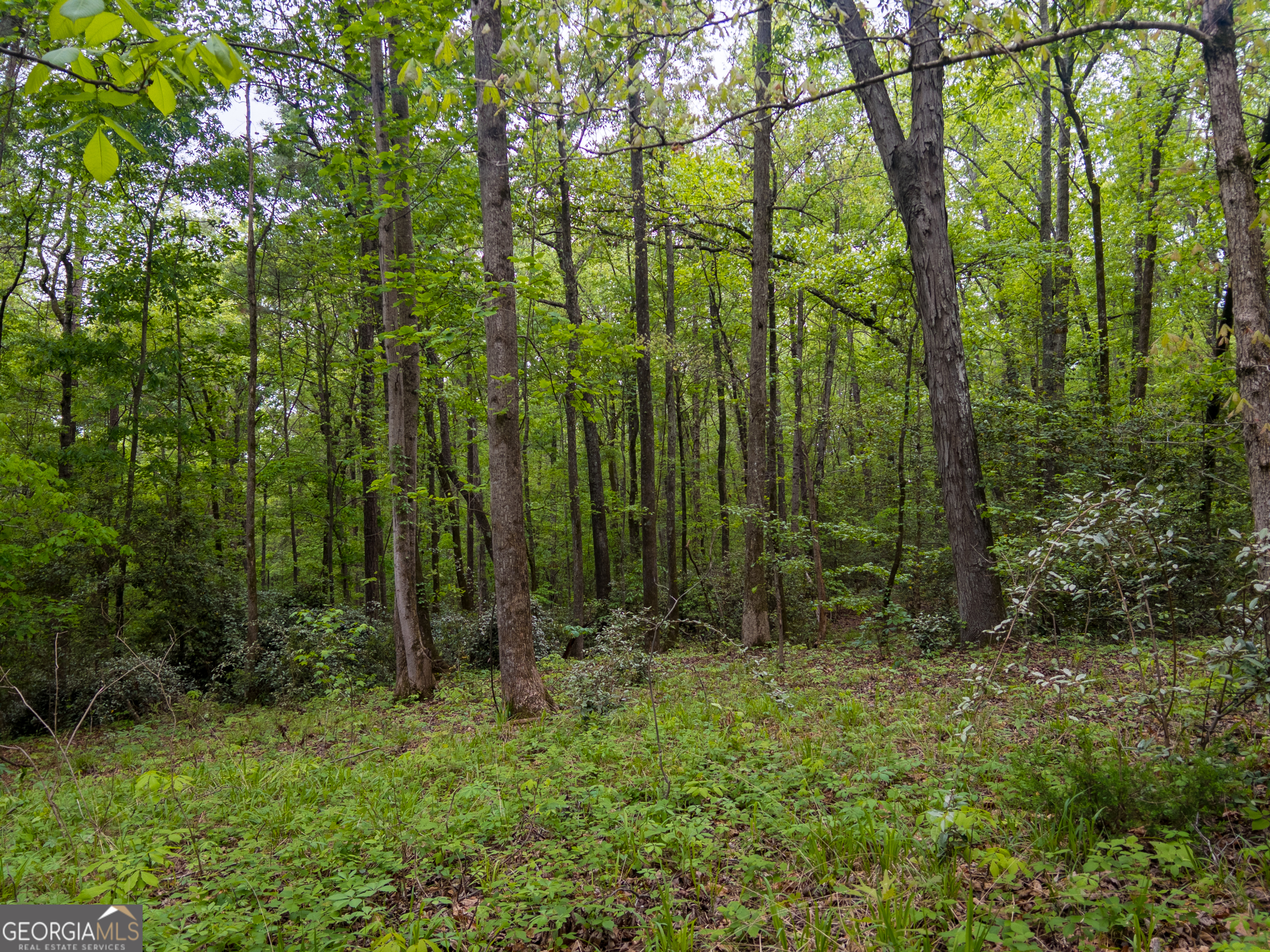 V/l Georgia Kaolin Road Dry Branch, GA 31020 - Photo 4 of 24
