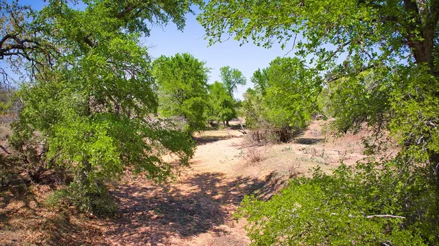 a view of a yard with plants and a tree