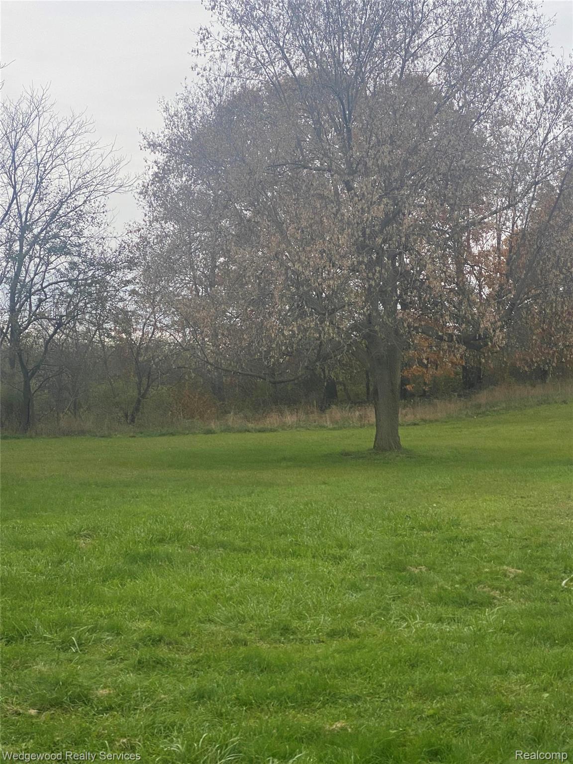 BAckyard2.jpg